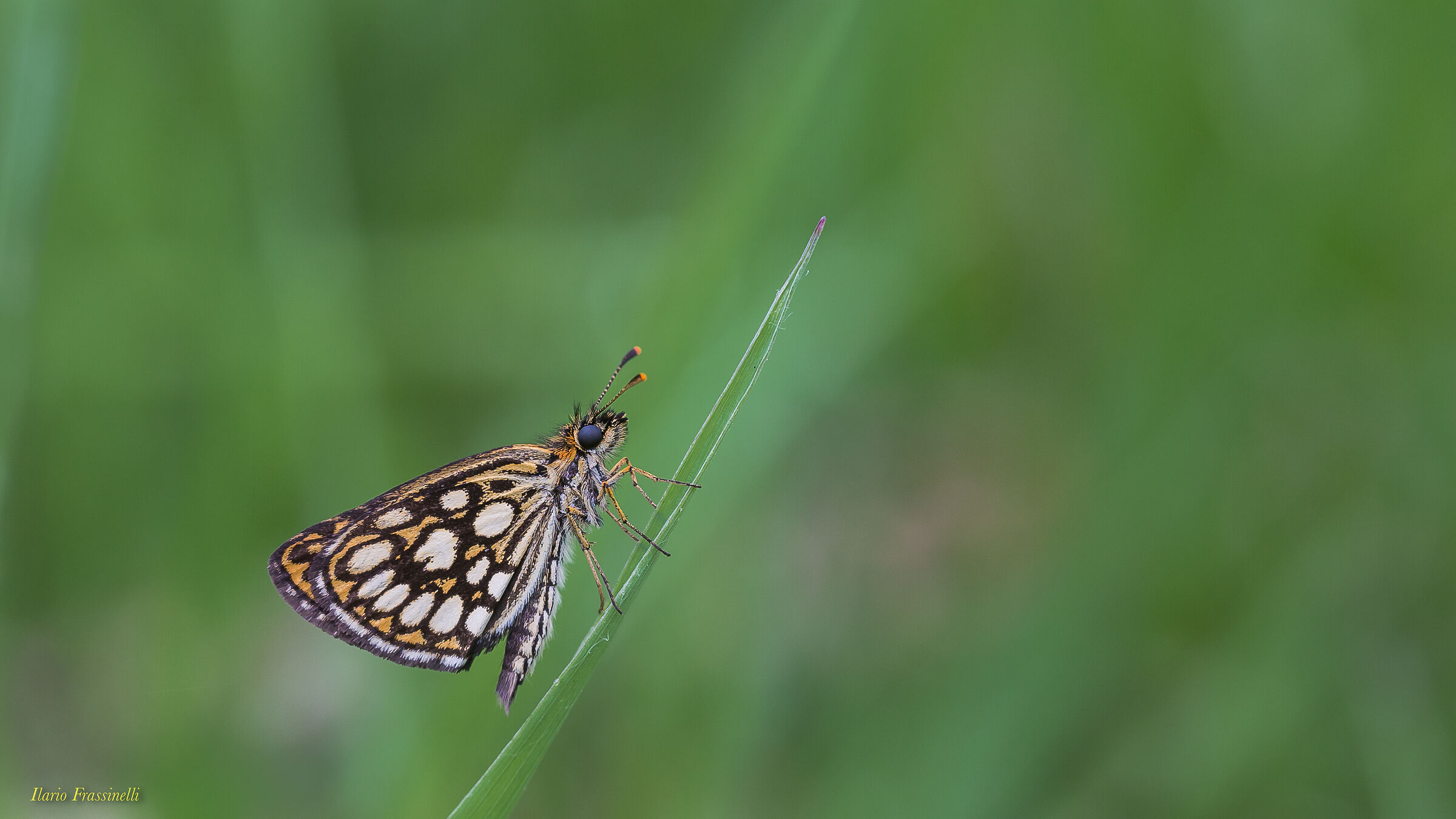 Heteropterus Morpheus
