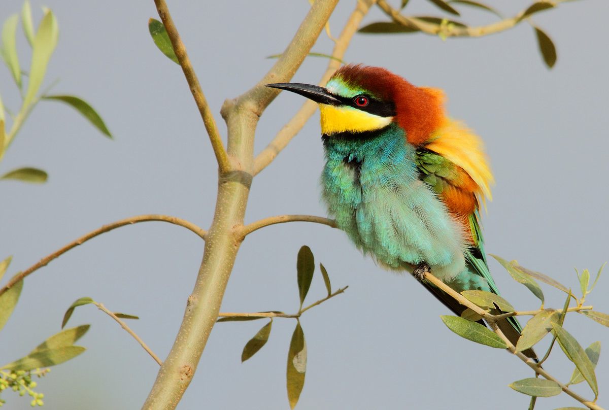 bee-eater