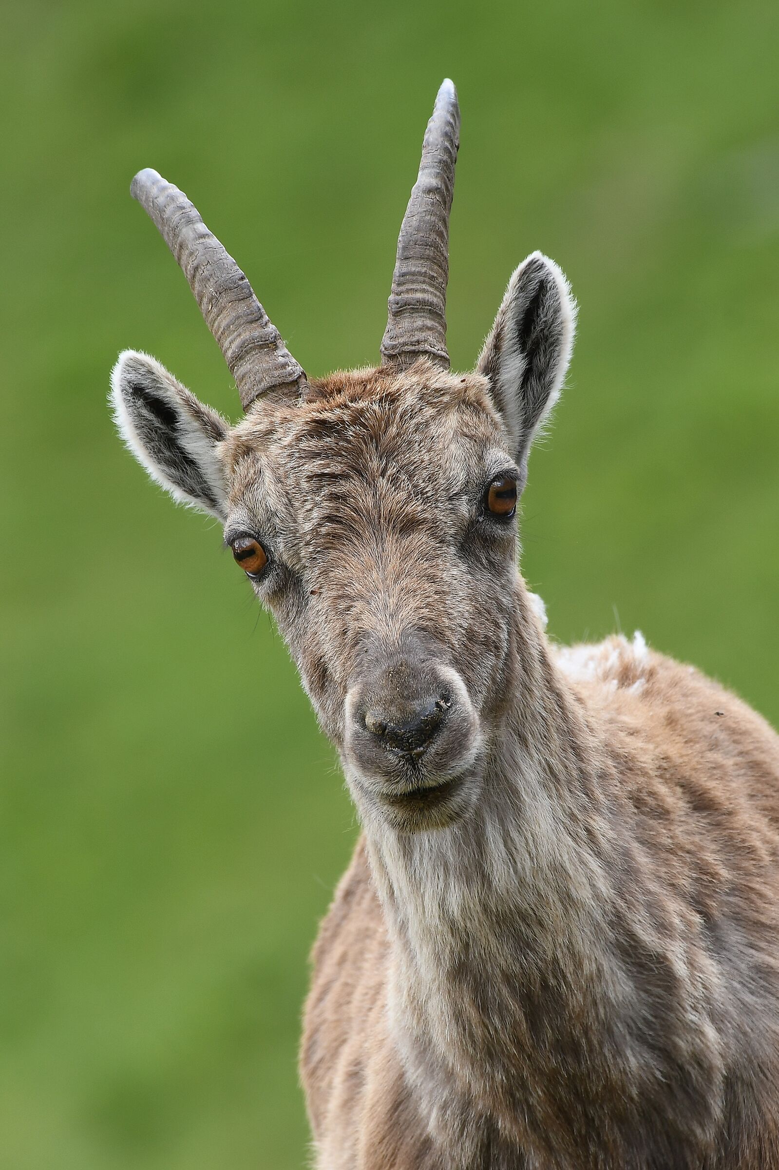 Goat Ibex