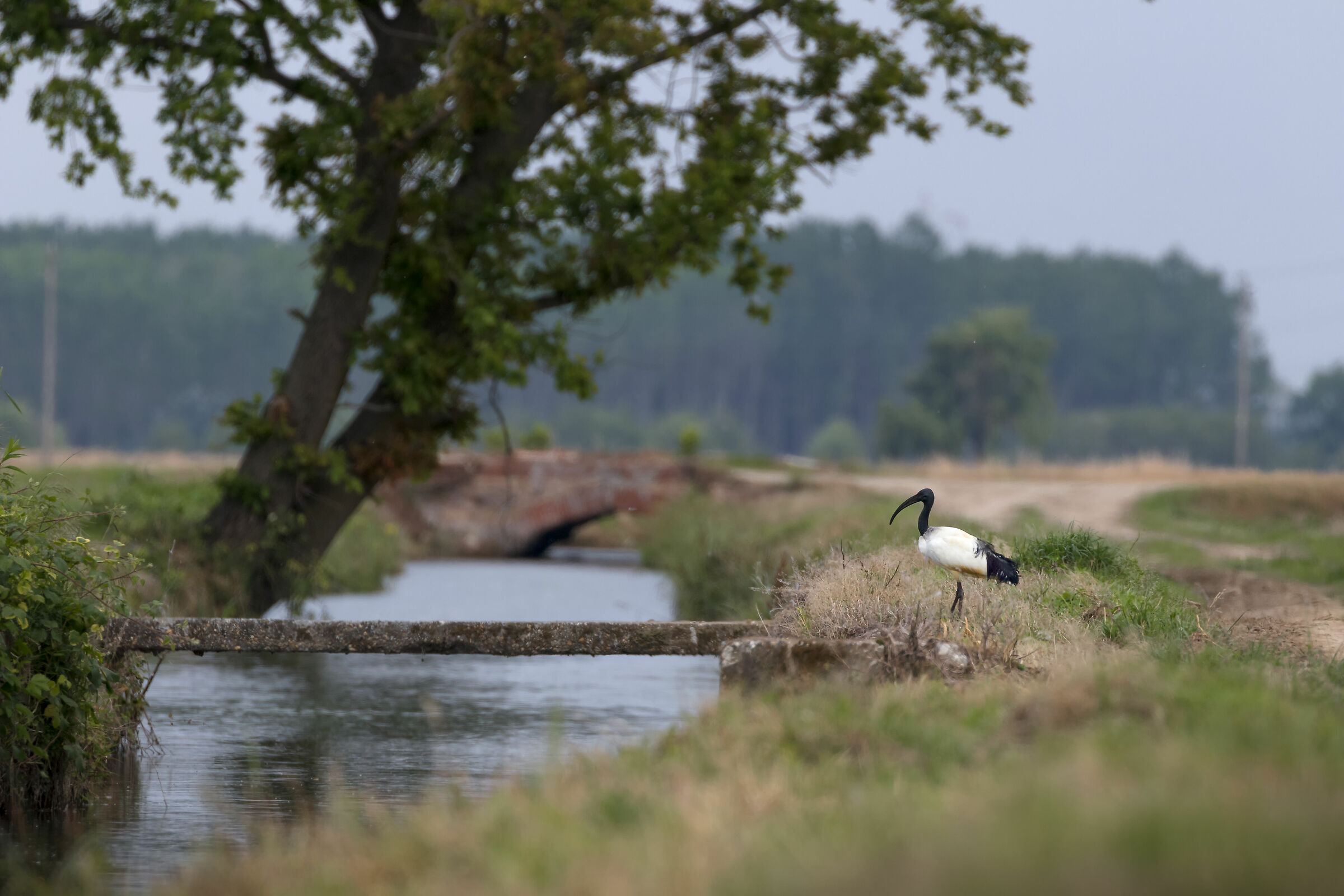 Threskiornis aethiopicus - ibis sacro