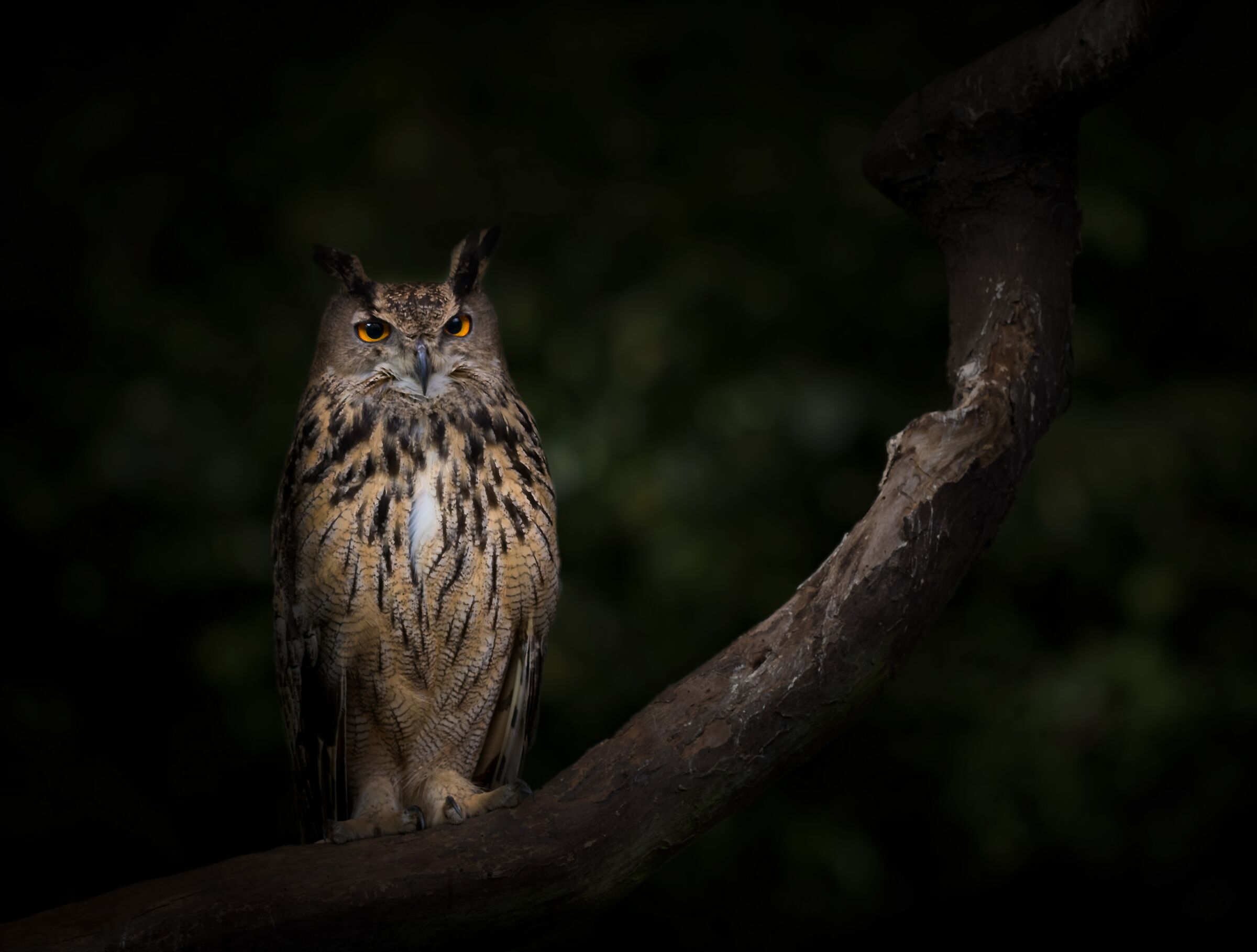 Bubo bubo - gufo reale