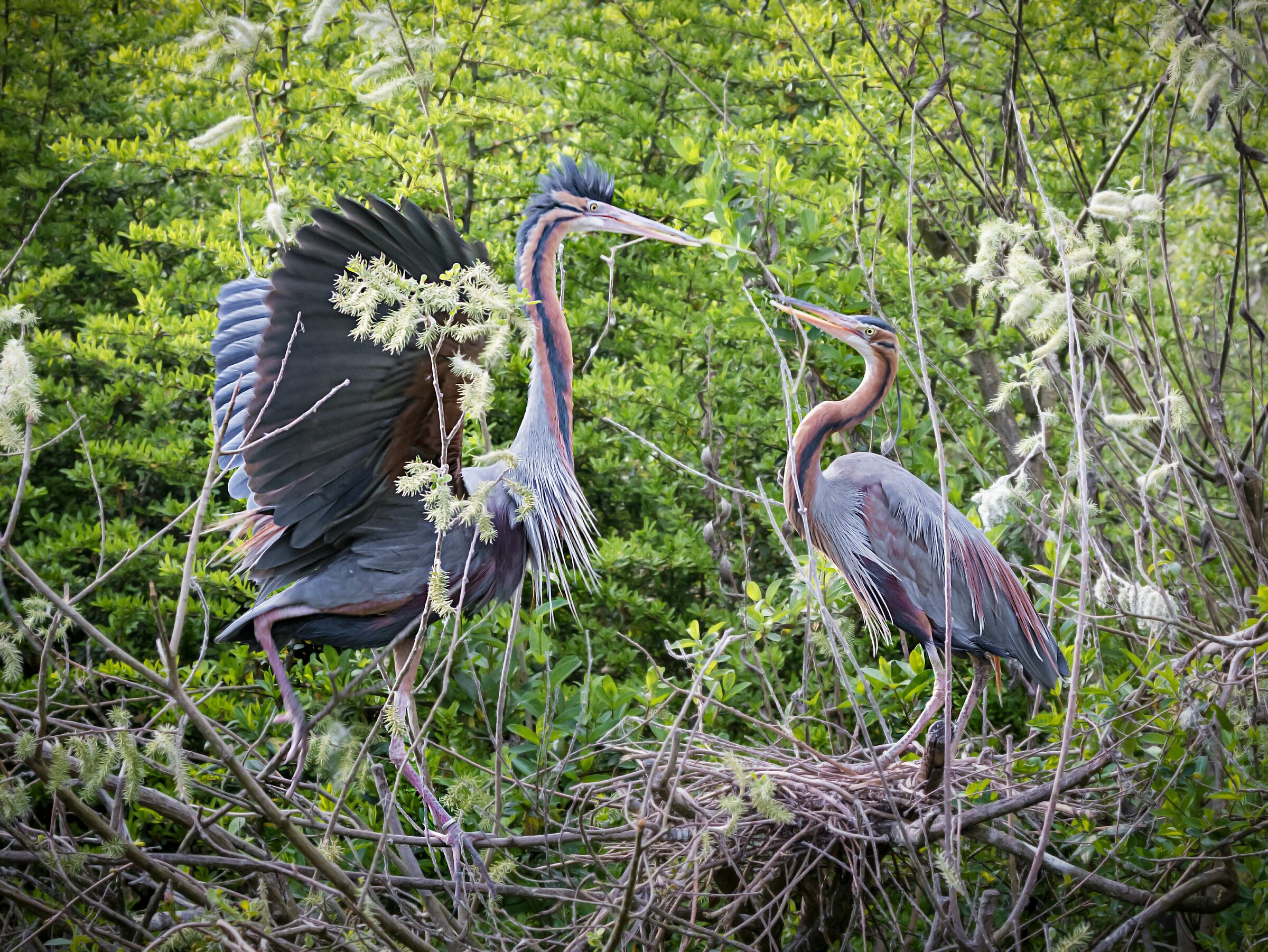 Ardea purpurea (nidificazione) - Airone rosso
