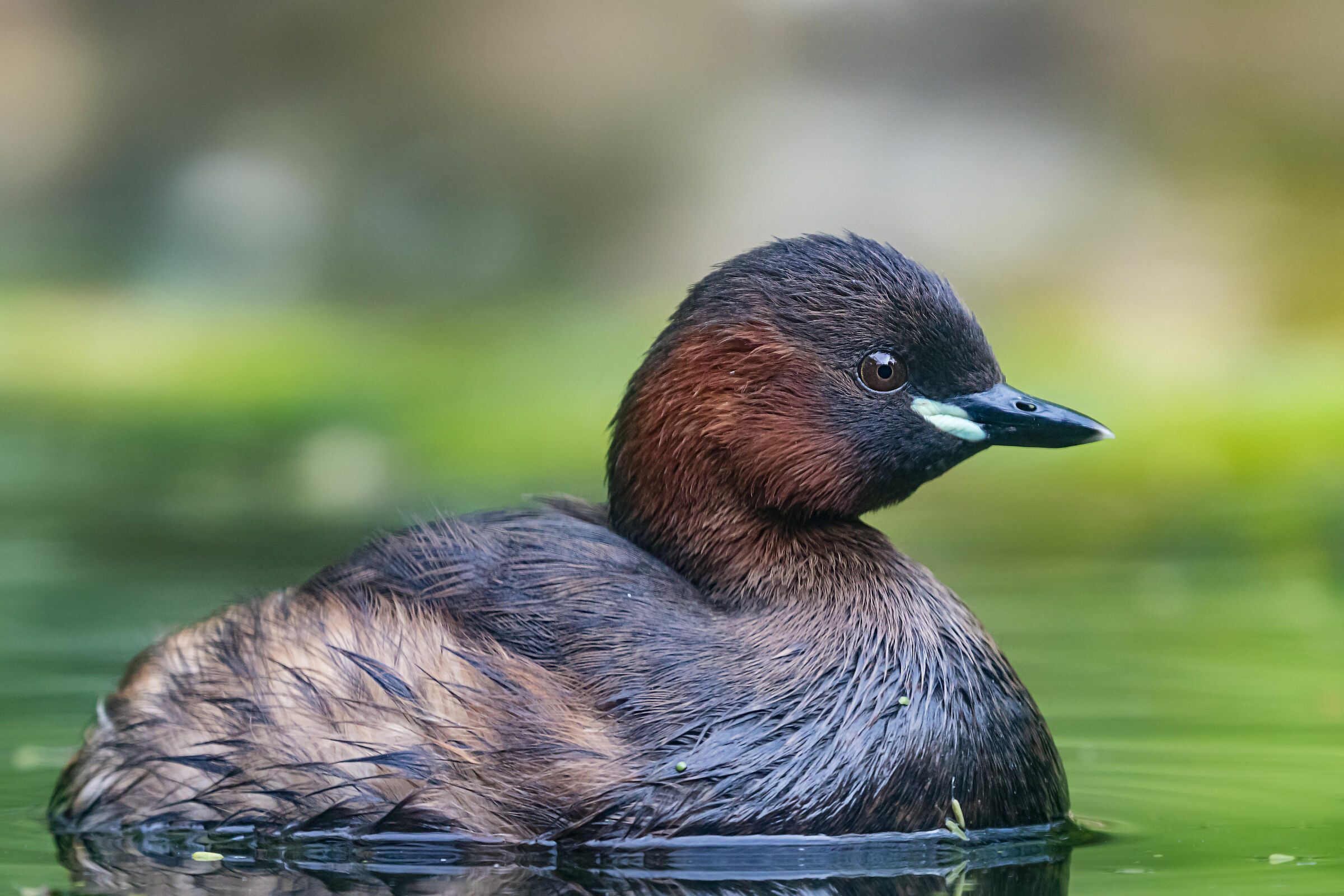 Tachybaptus ruficollis - tuffetto