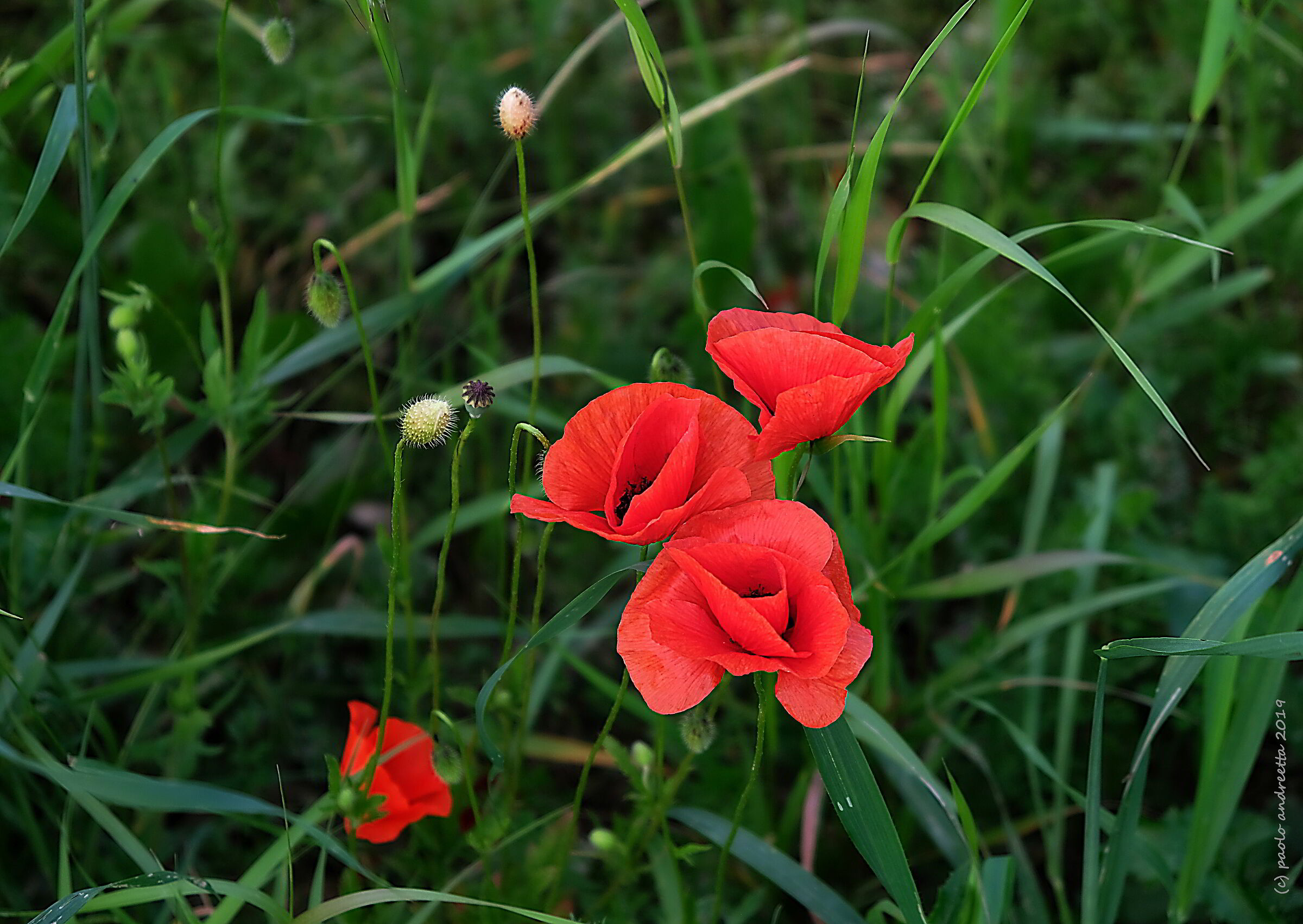 papaveri rossi
