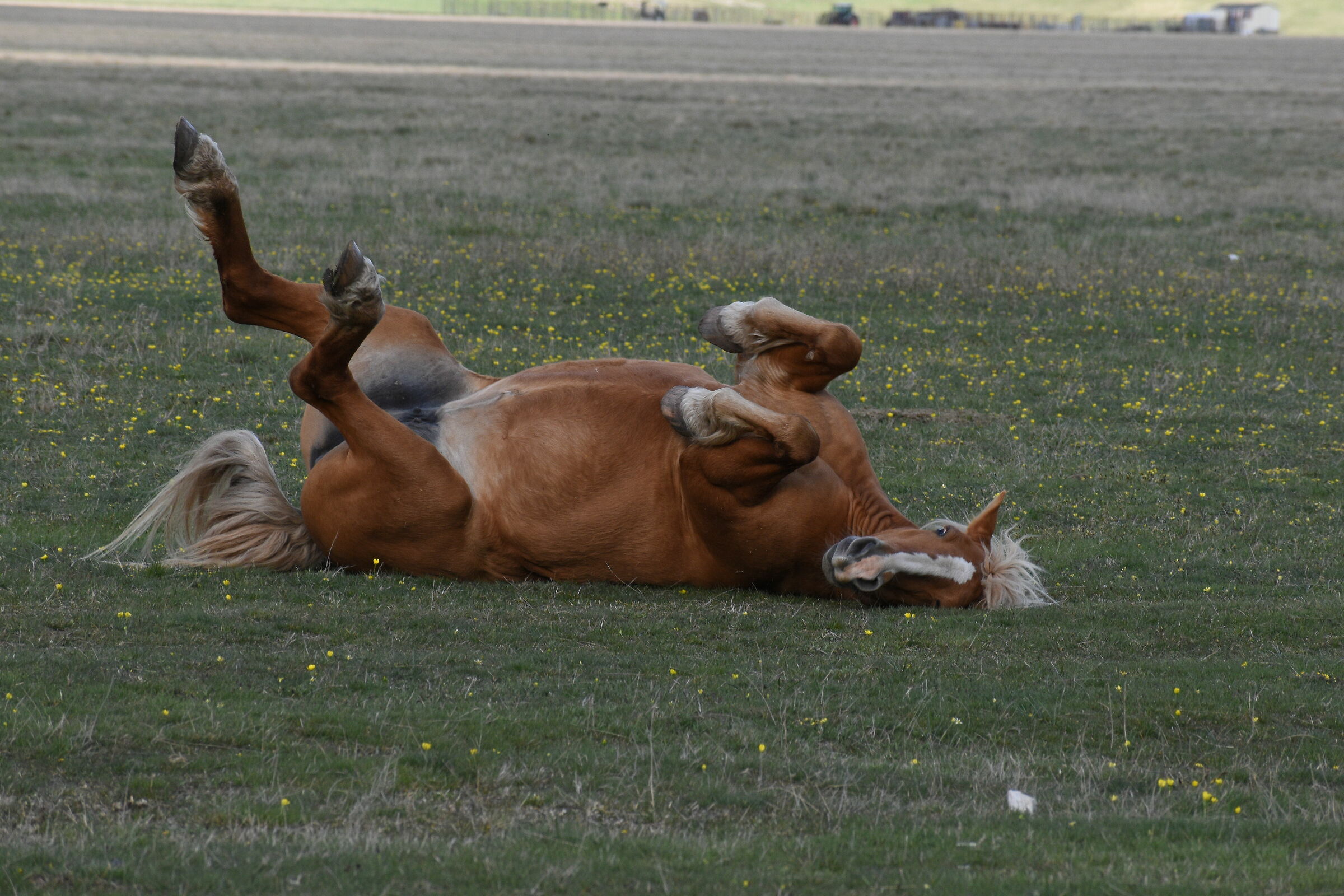 Cavallo non troppo serio