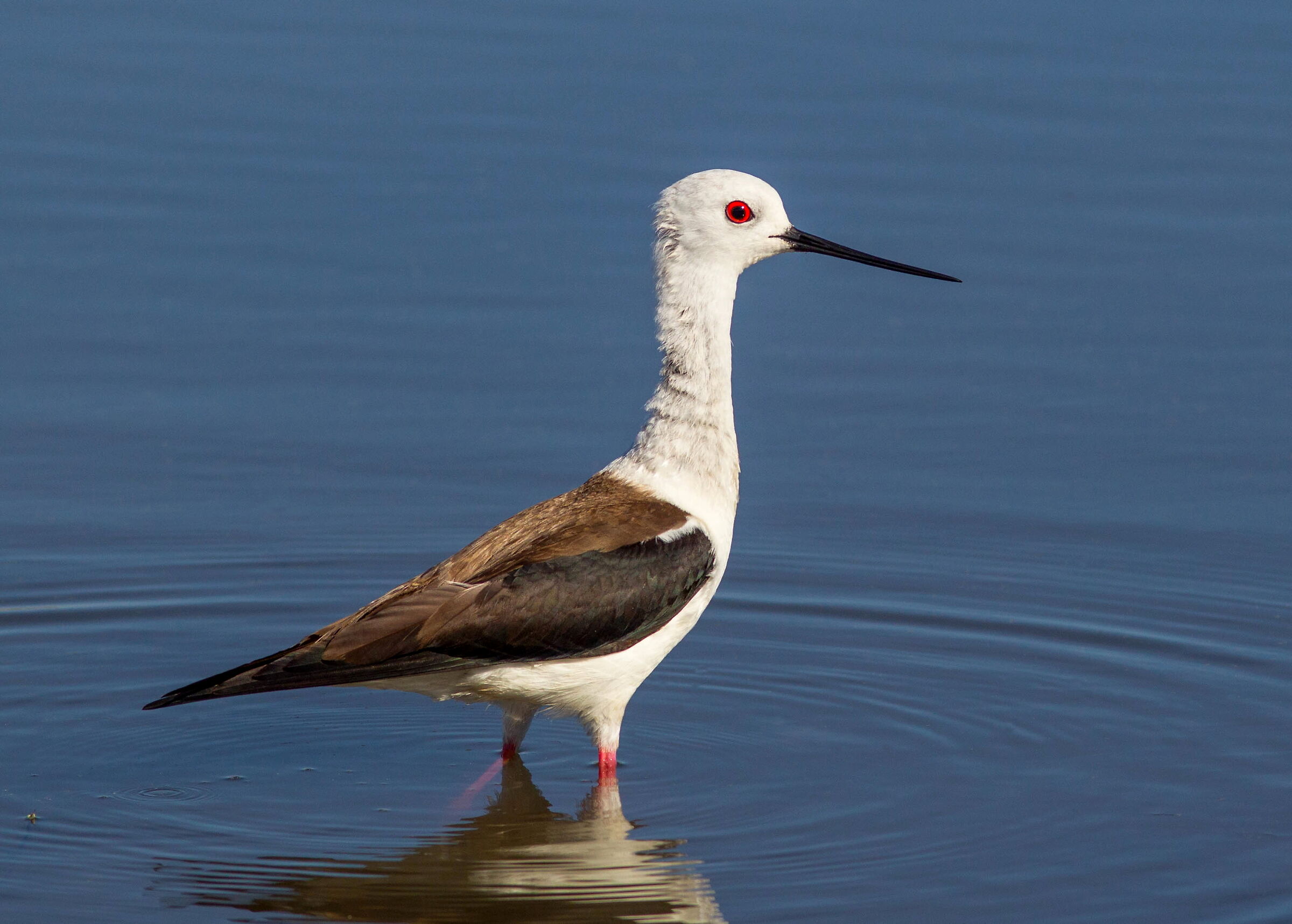 The first knight, in season