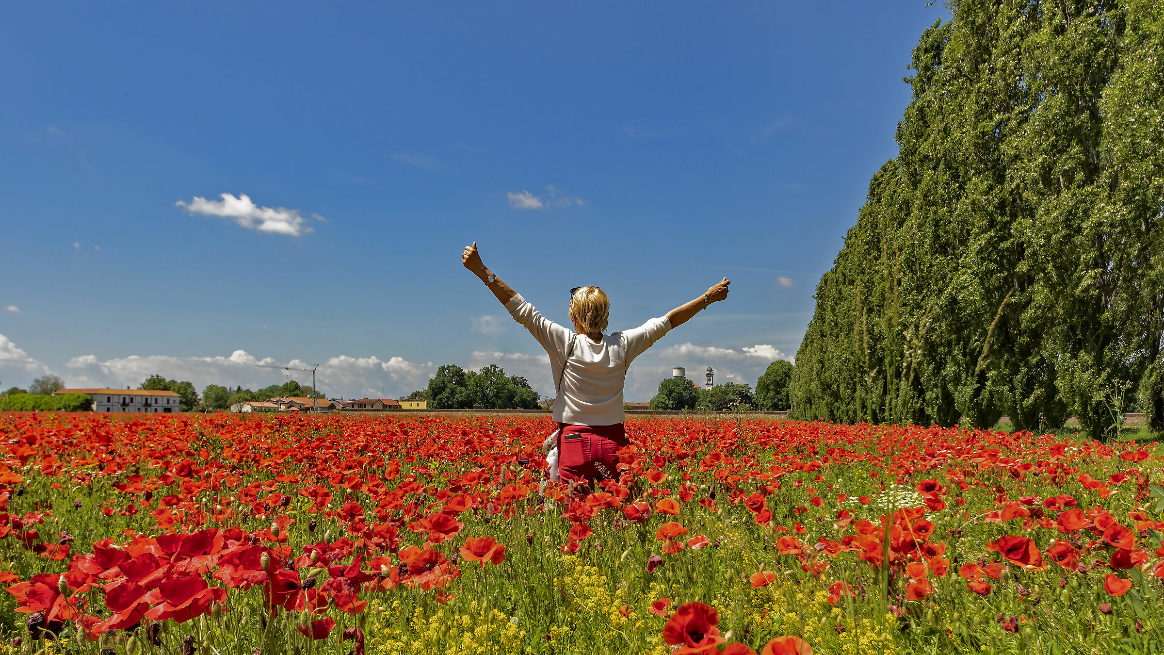 Lo sai che i papaveri..................