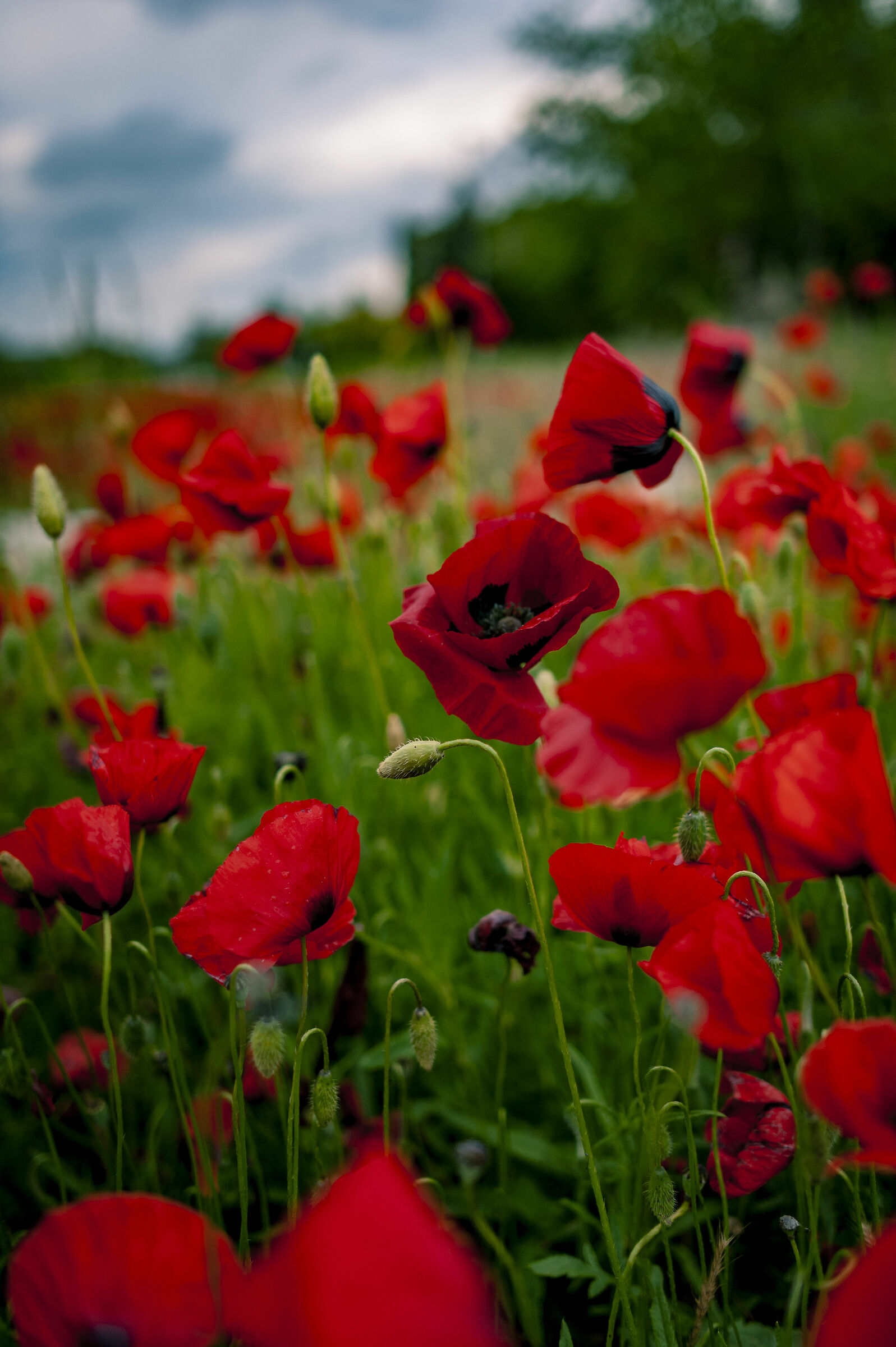affondato nei papaveri