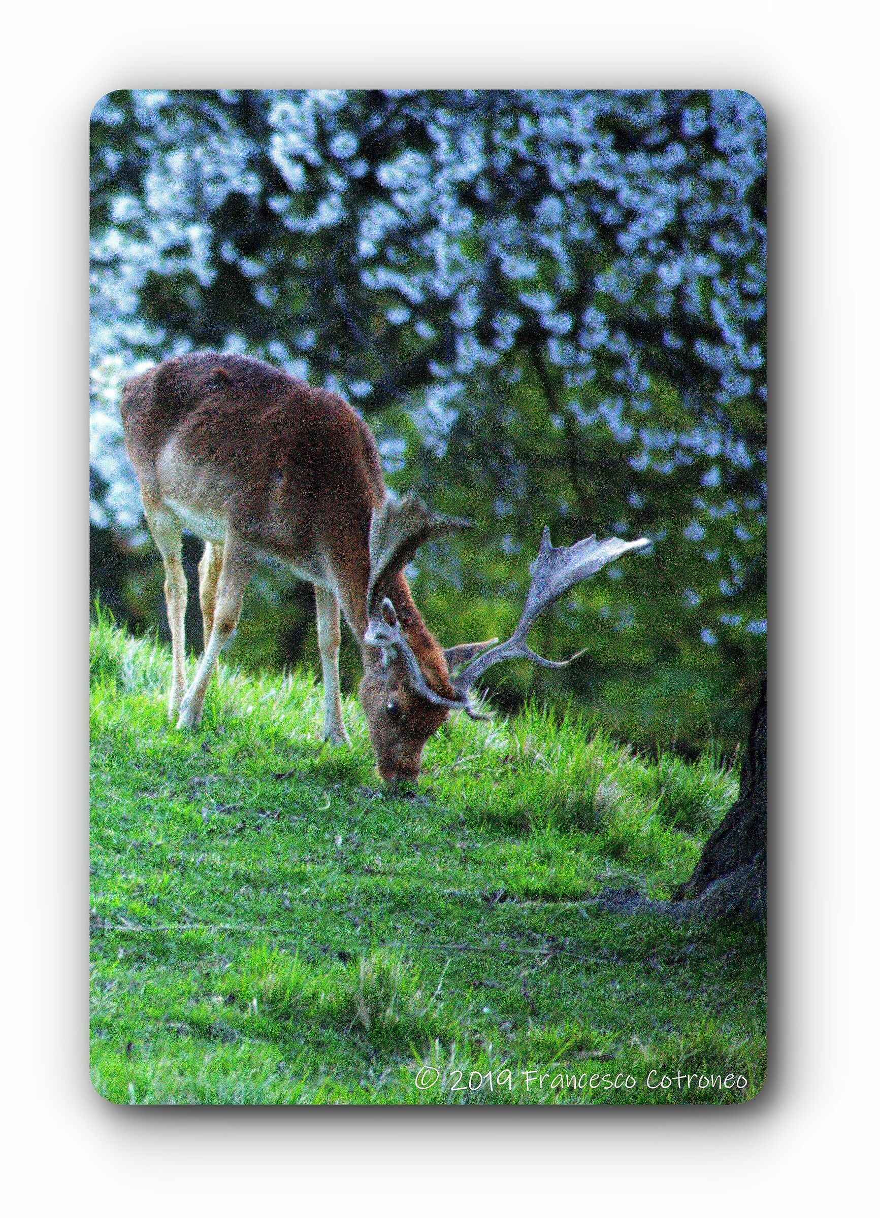 Deer in spring....