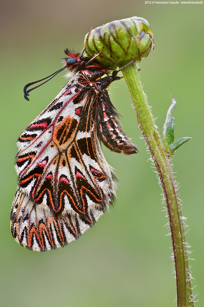 Zerynthia polyxena (Denis & Schiffermller, 1775)