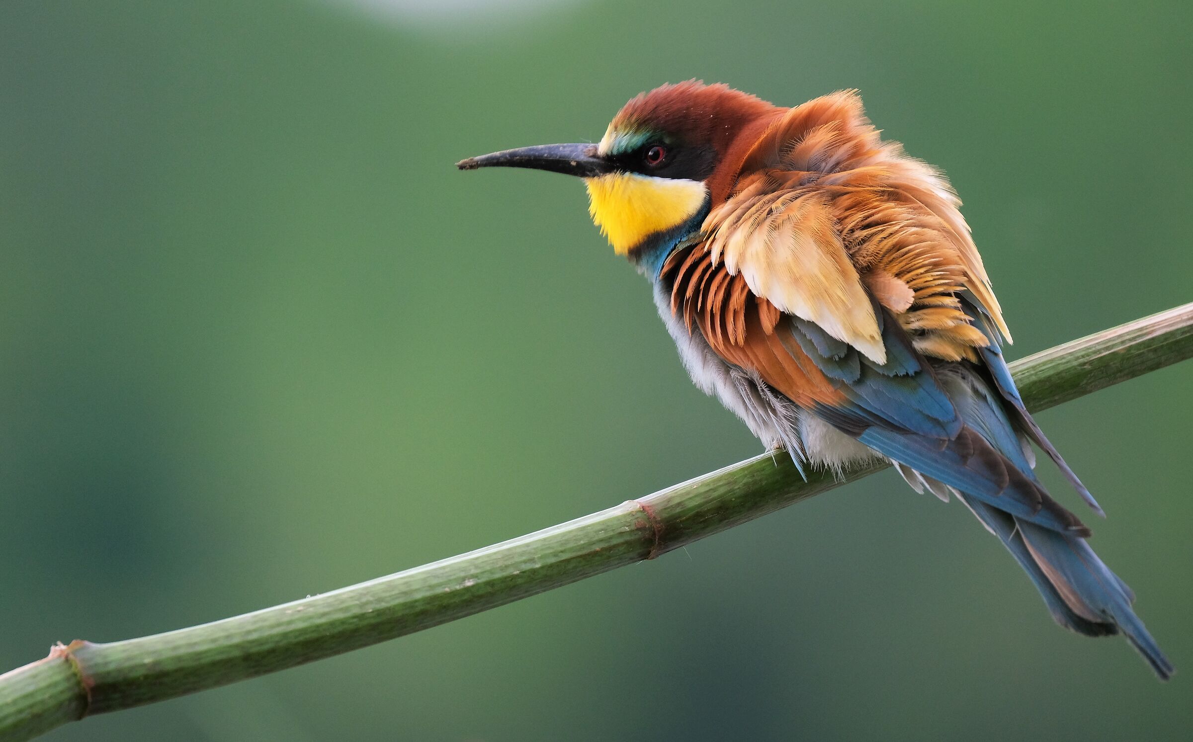 Ruffled bee-eater after the Rain 2.0