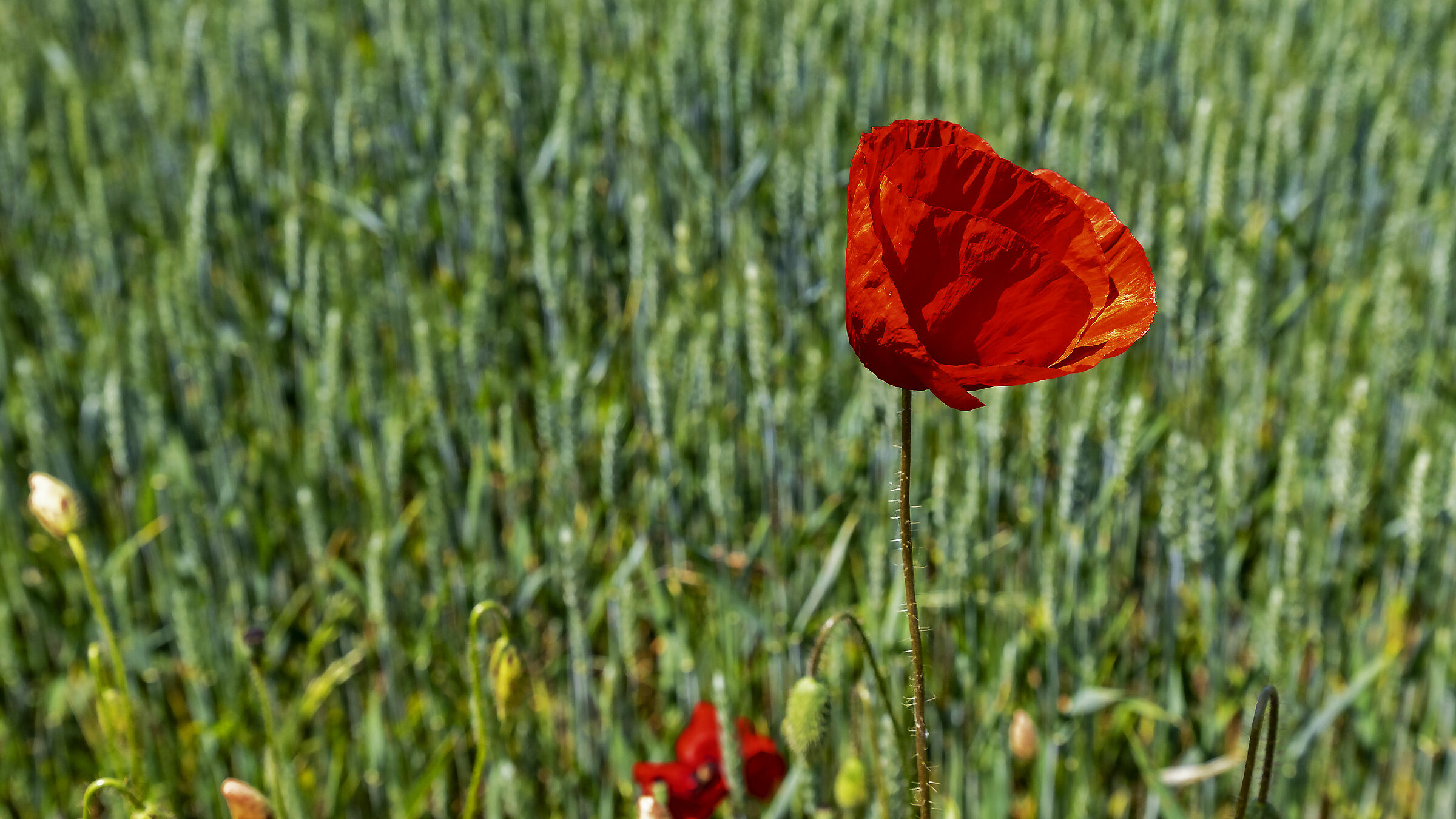 Il papavero solitario