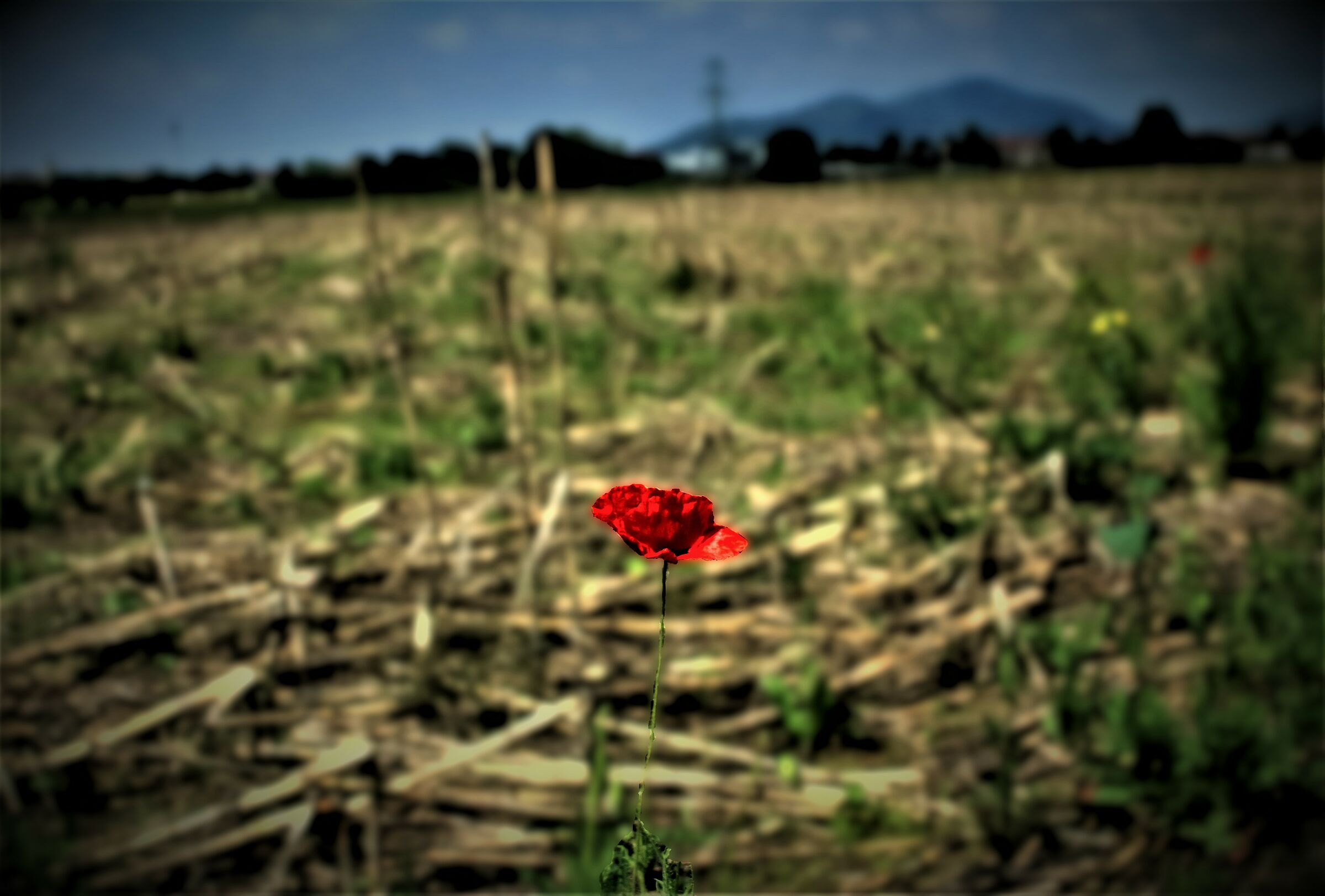 La solitaria avanguardia dell'estate