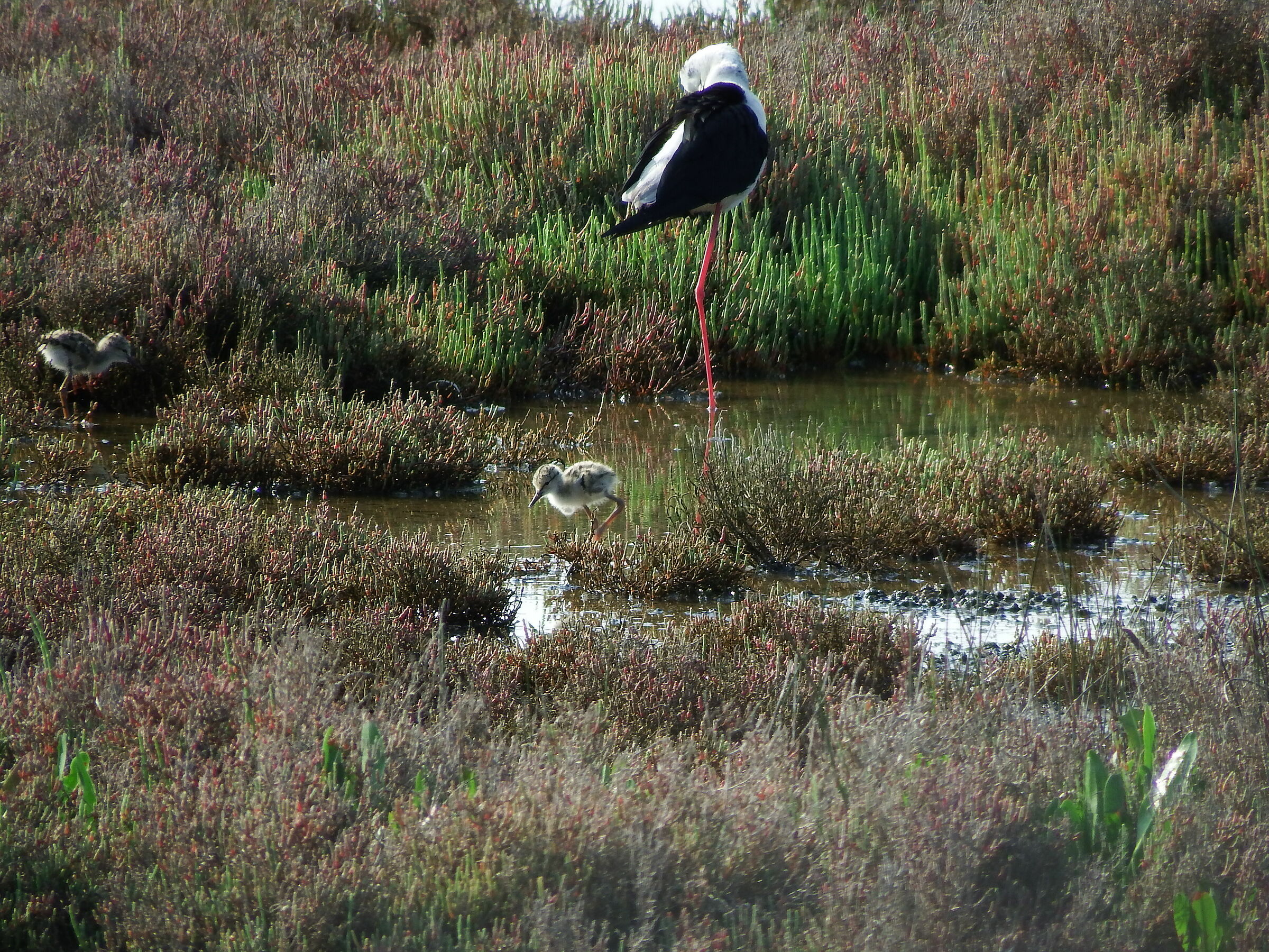 Cavalieri, grandi e piccoli
