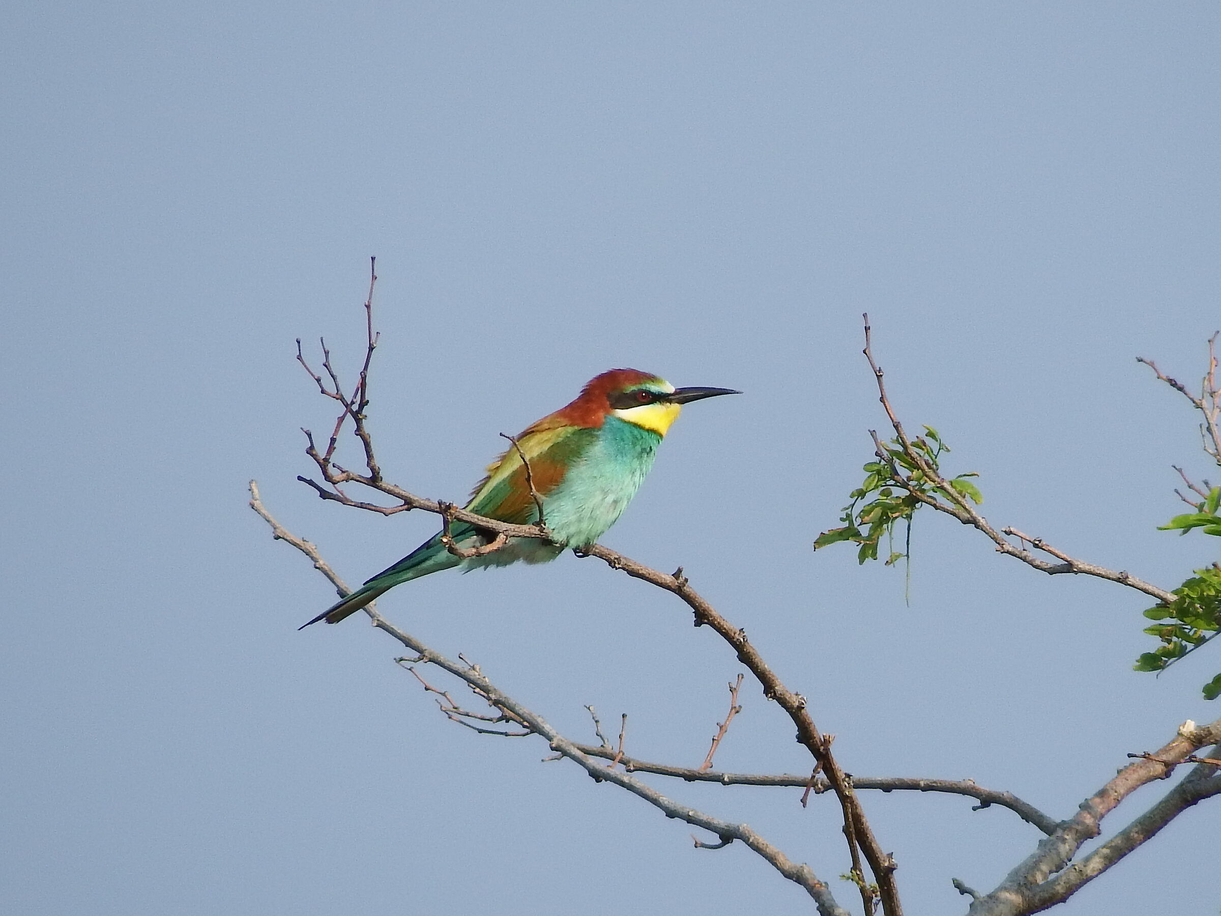 Bee-eater posing