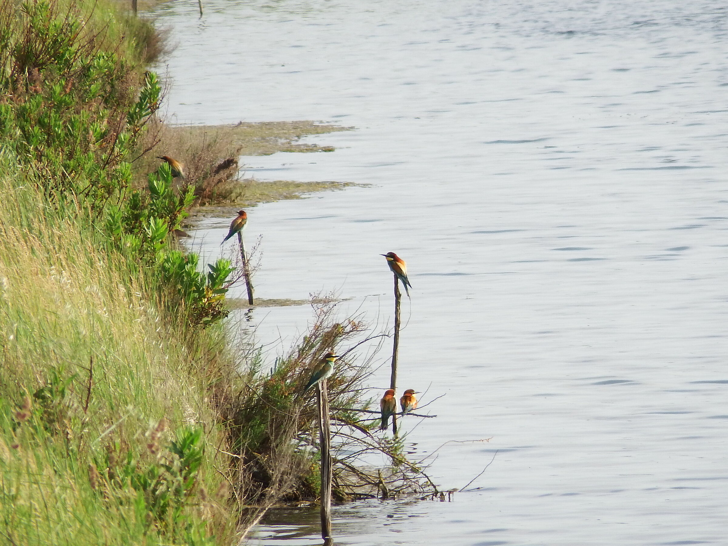 Bee-eaters, everywhere