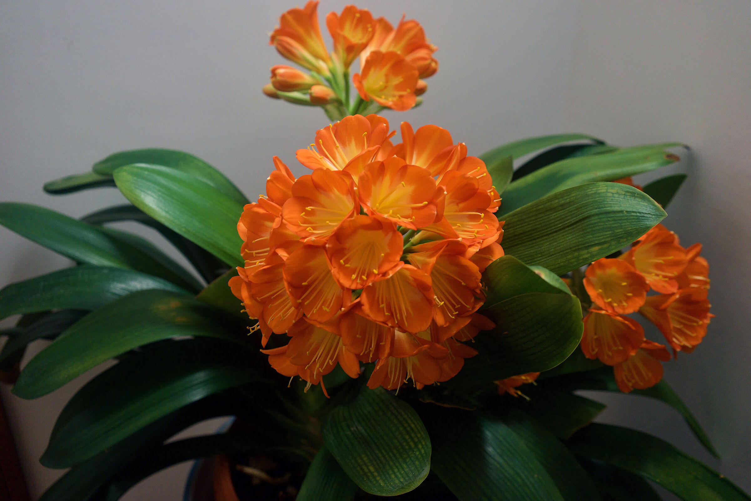 Clivia in maggio