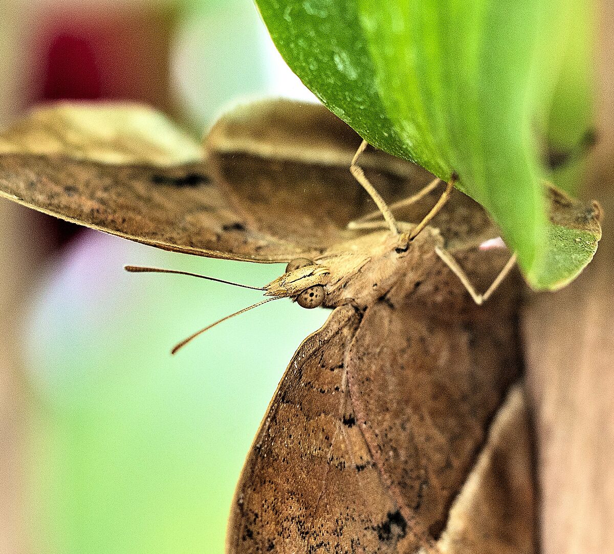 Casa delle farfalle - Roma