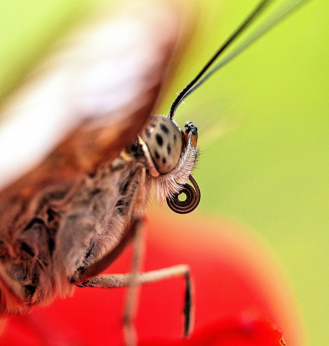 Casa delle farfalle - Roma 3