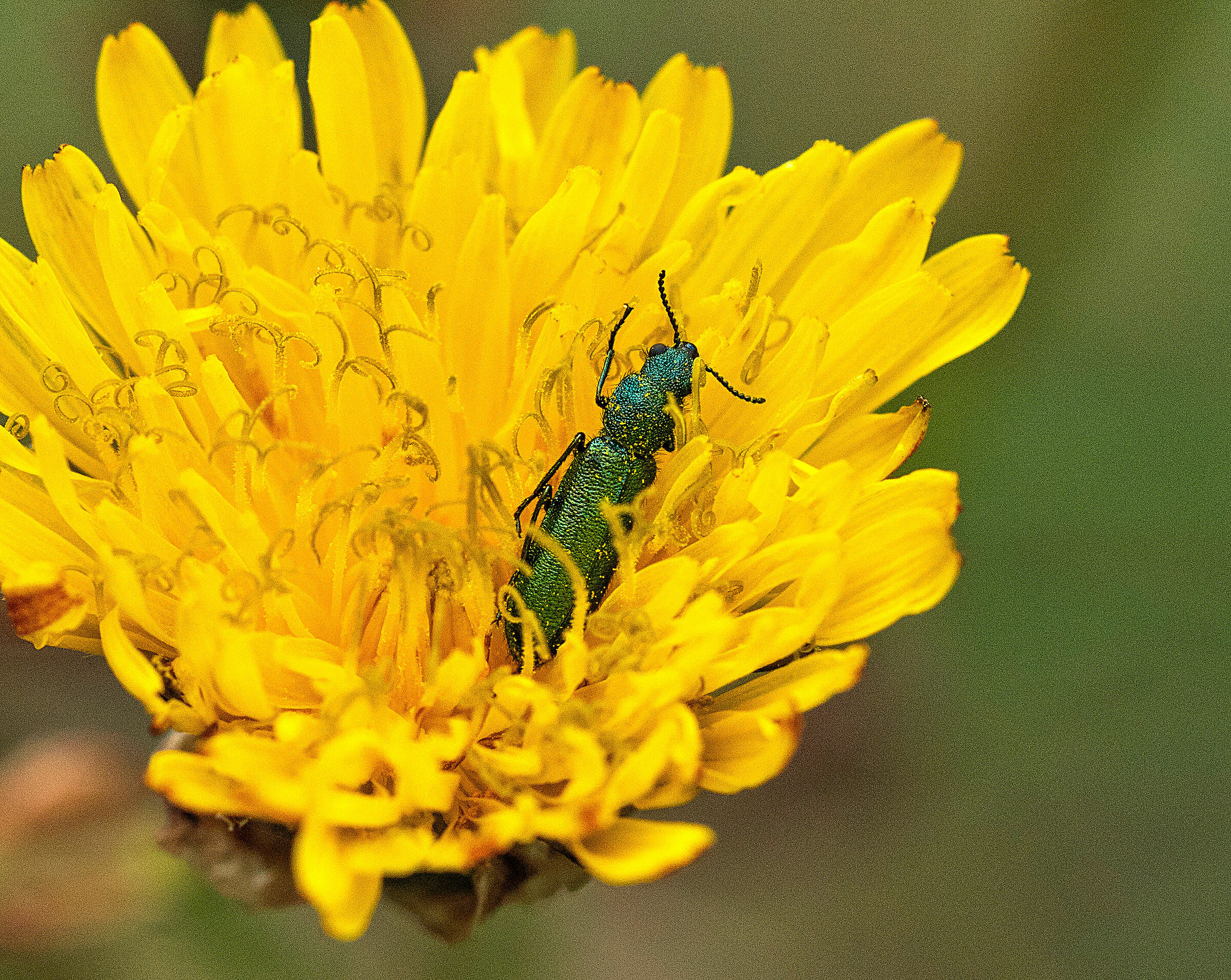 Sleeping in a flower