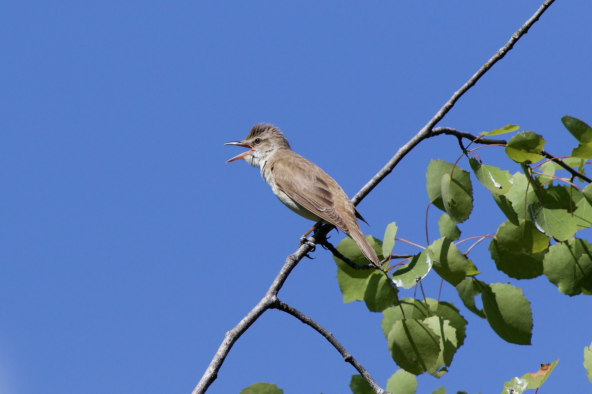 Cannareccione Songbird