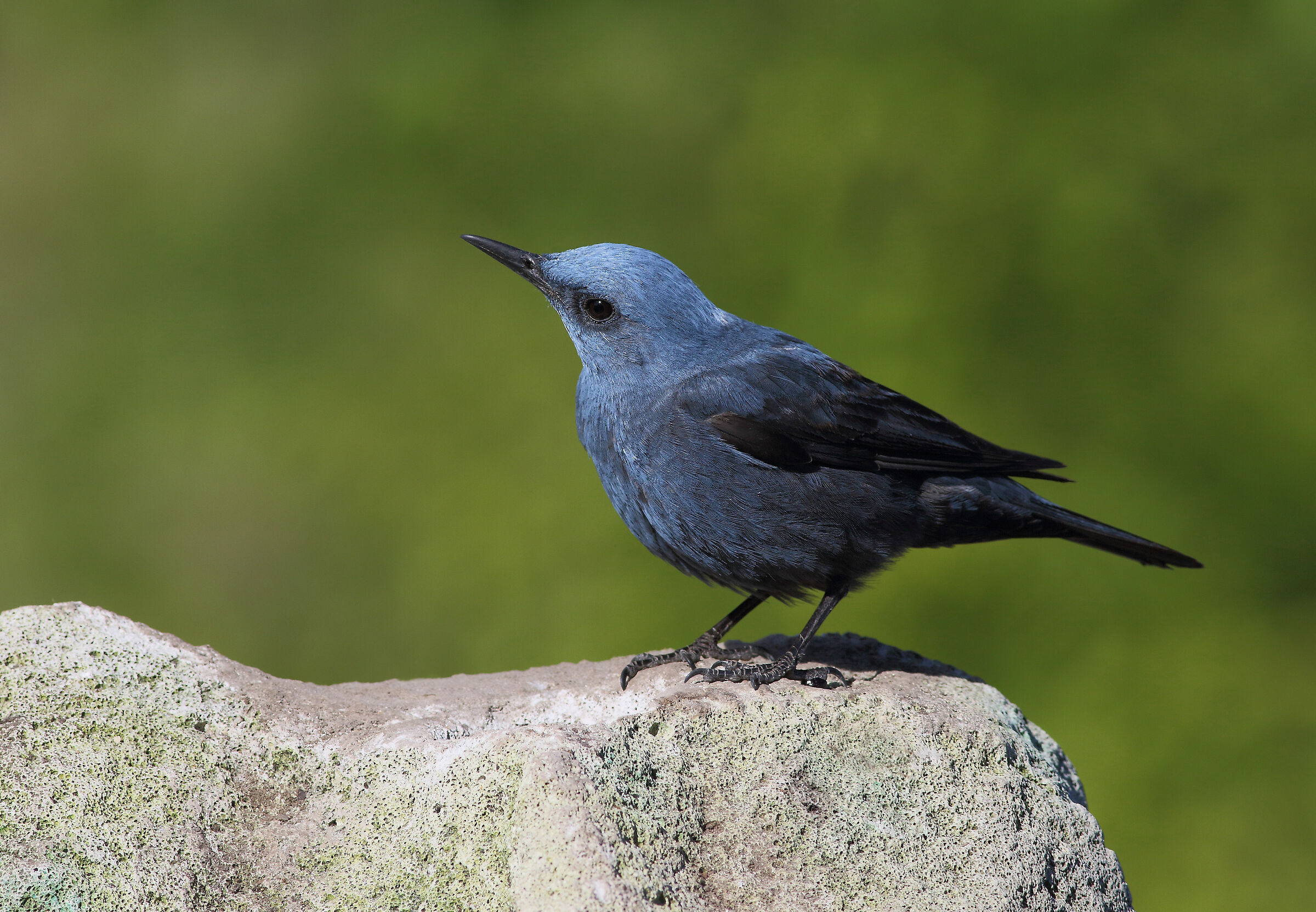Male Solitary Sparrow