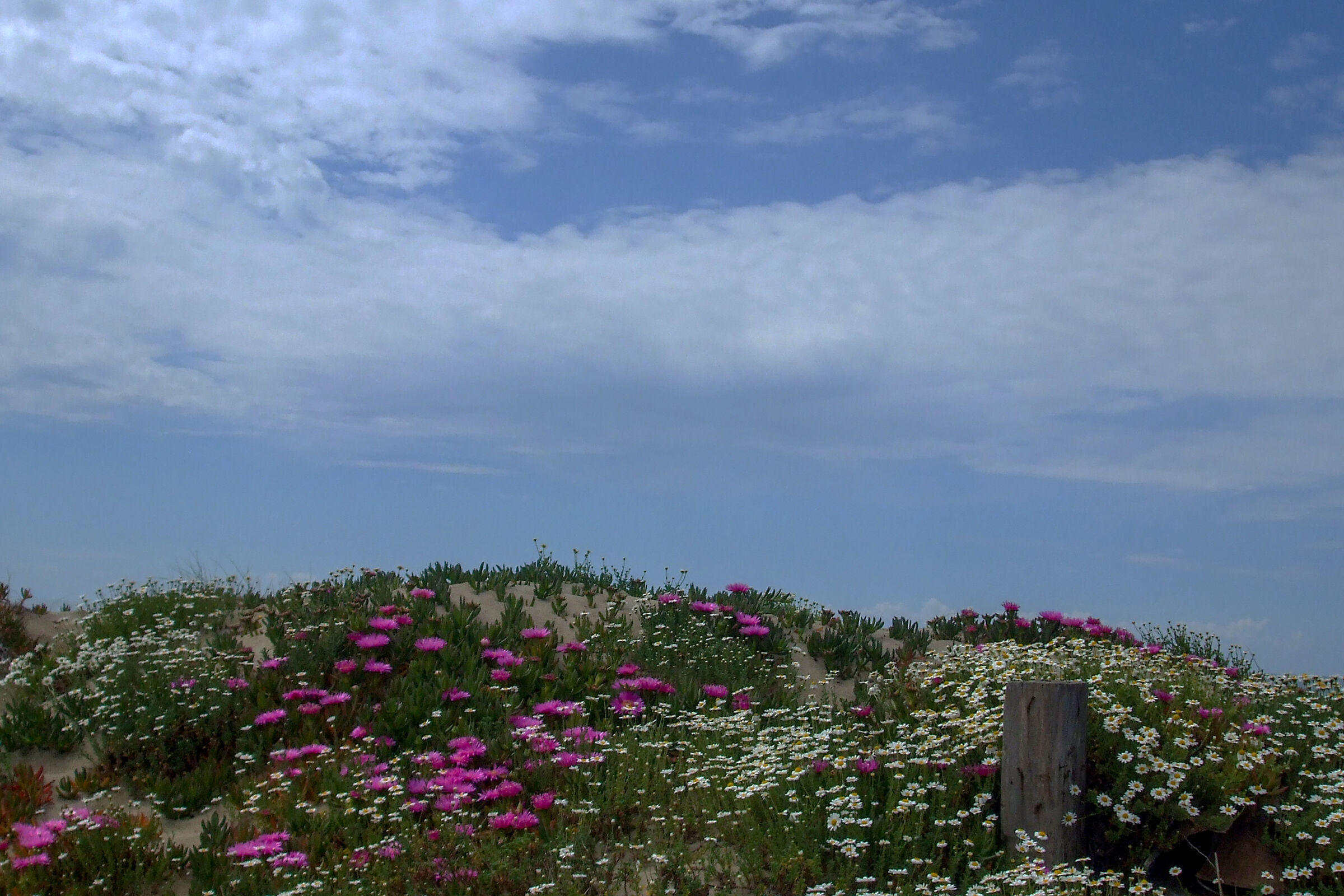 Blooms on Mondragone Dunes