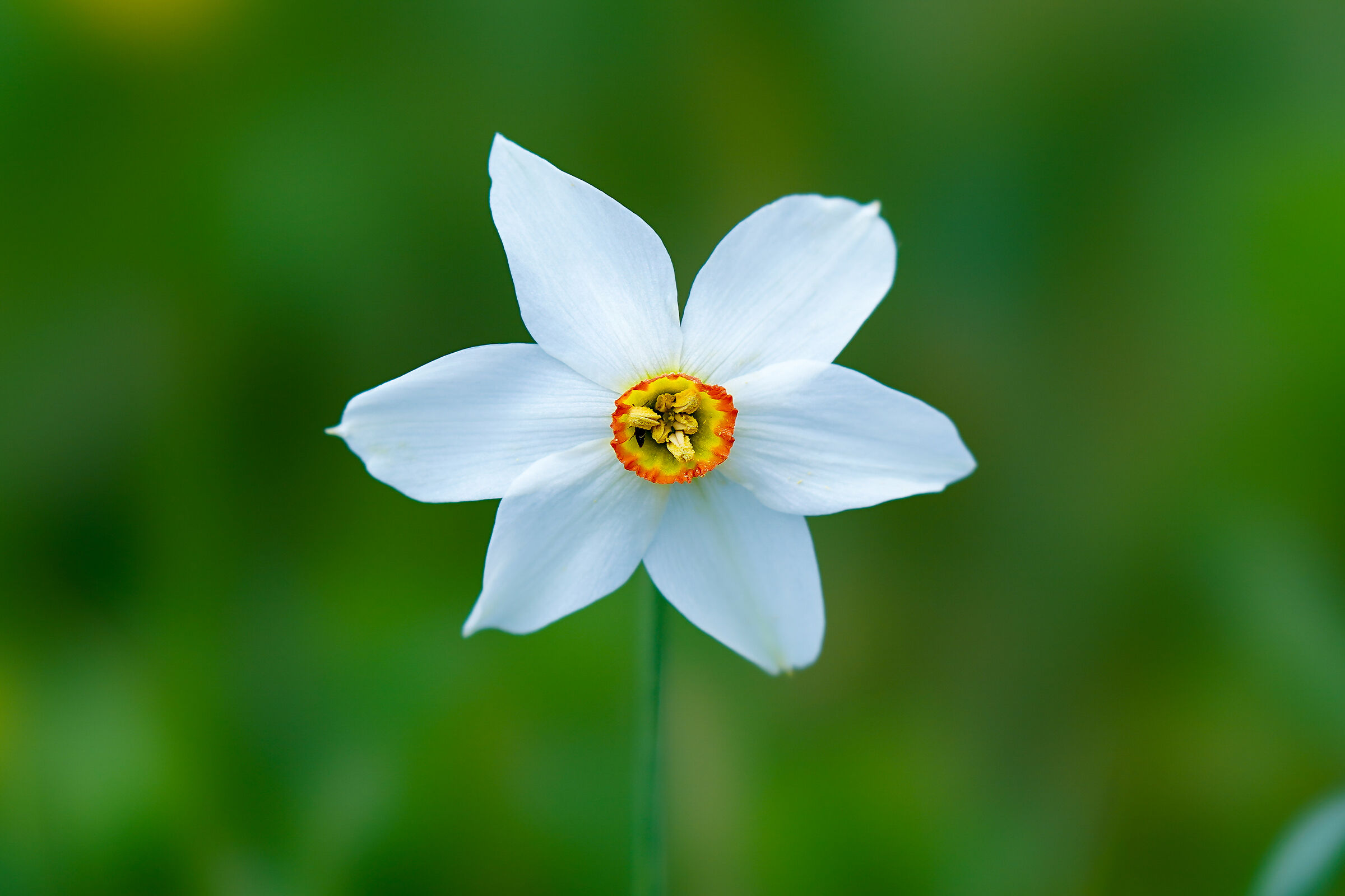 la semplice bellezza di un narciso