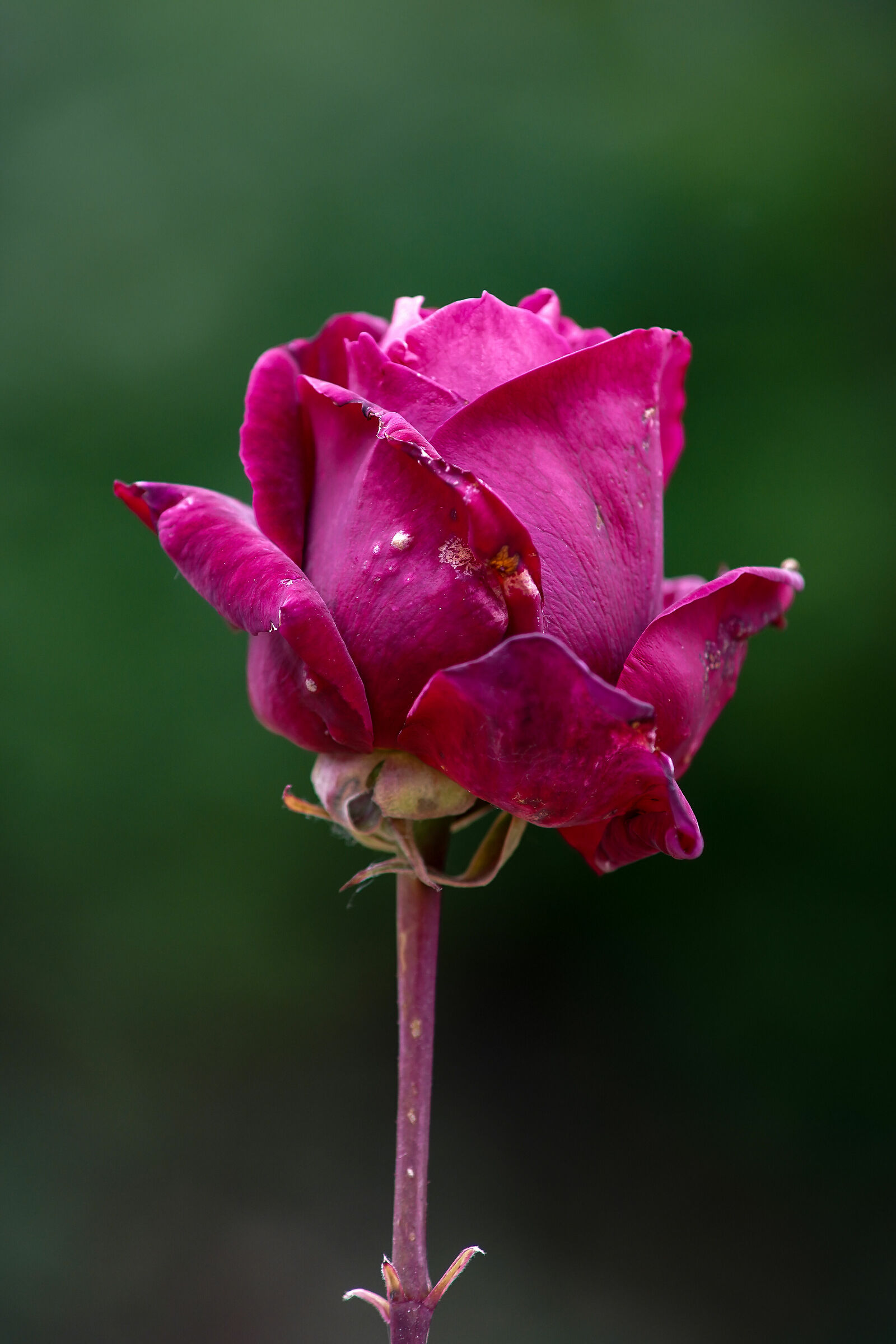... una rosa un pò sciupata ...