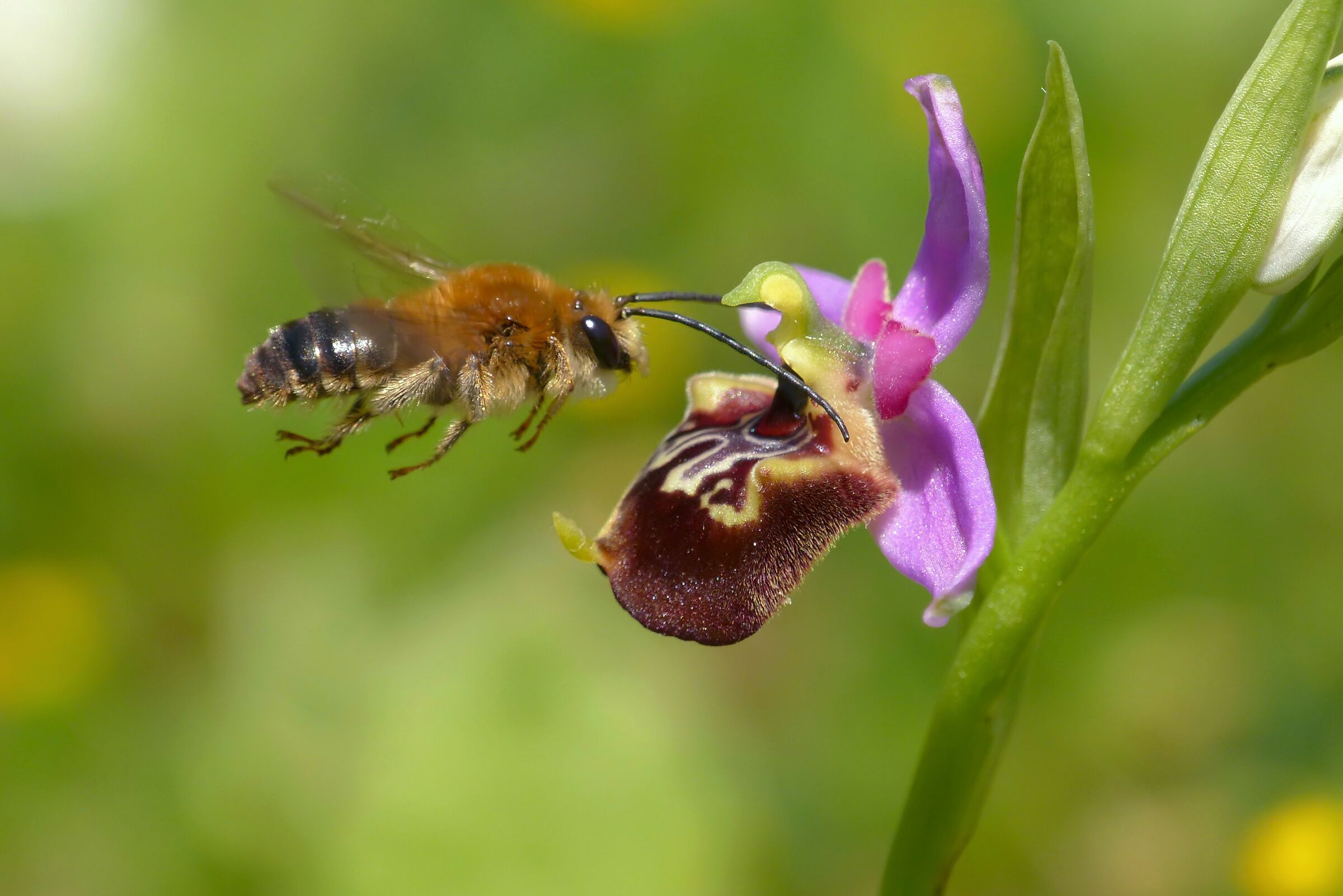 Ophrys gracilis cn Eucera sp.