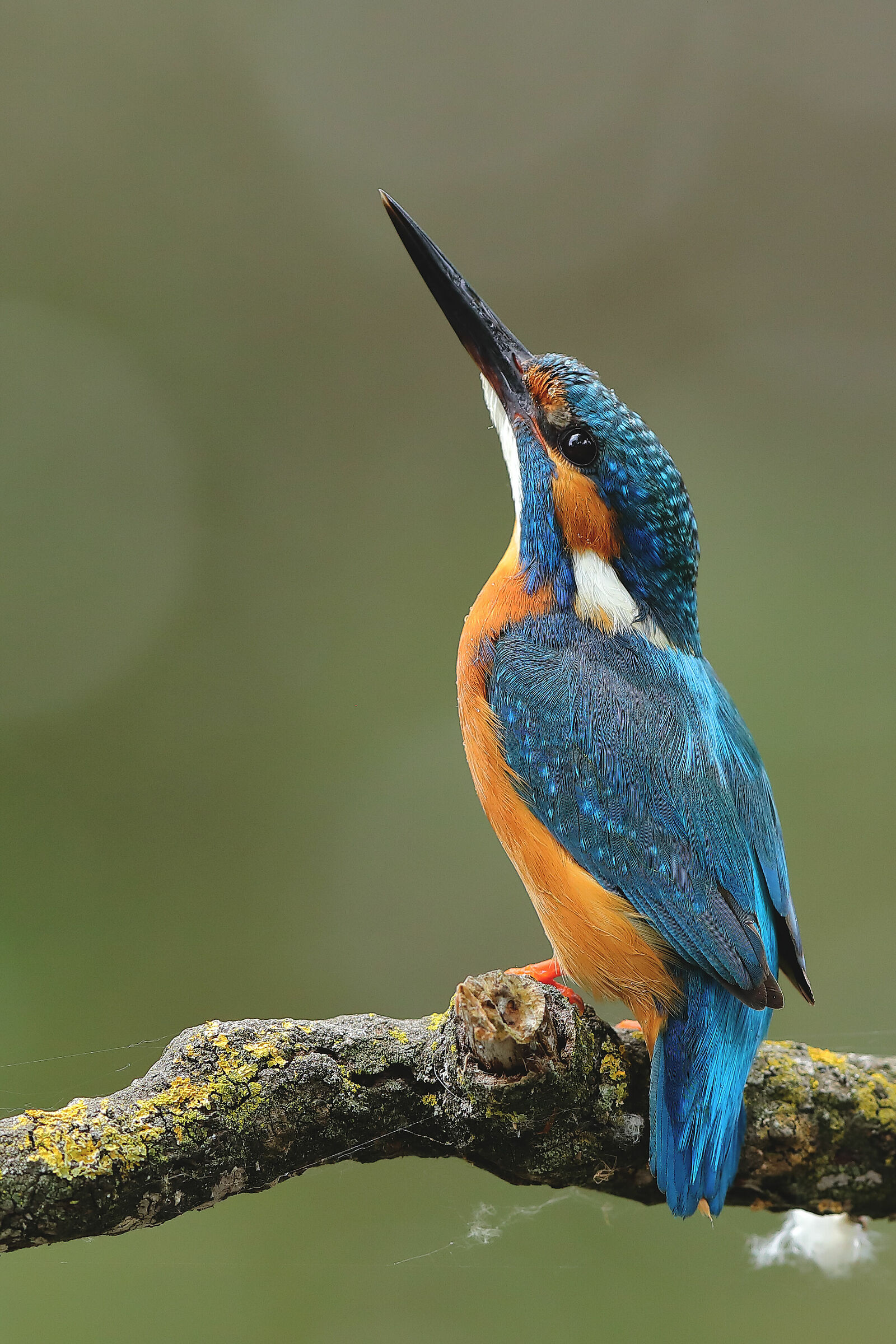 Martino sull'attenti