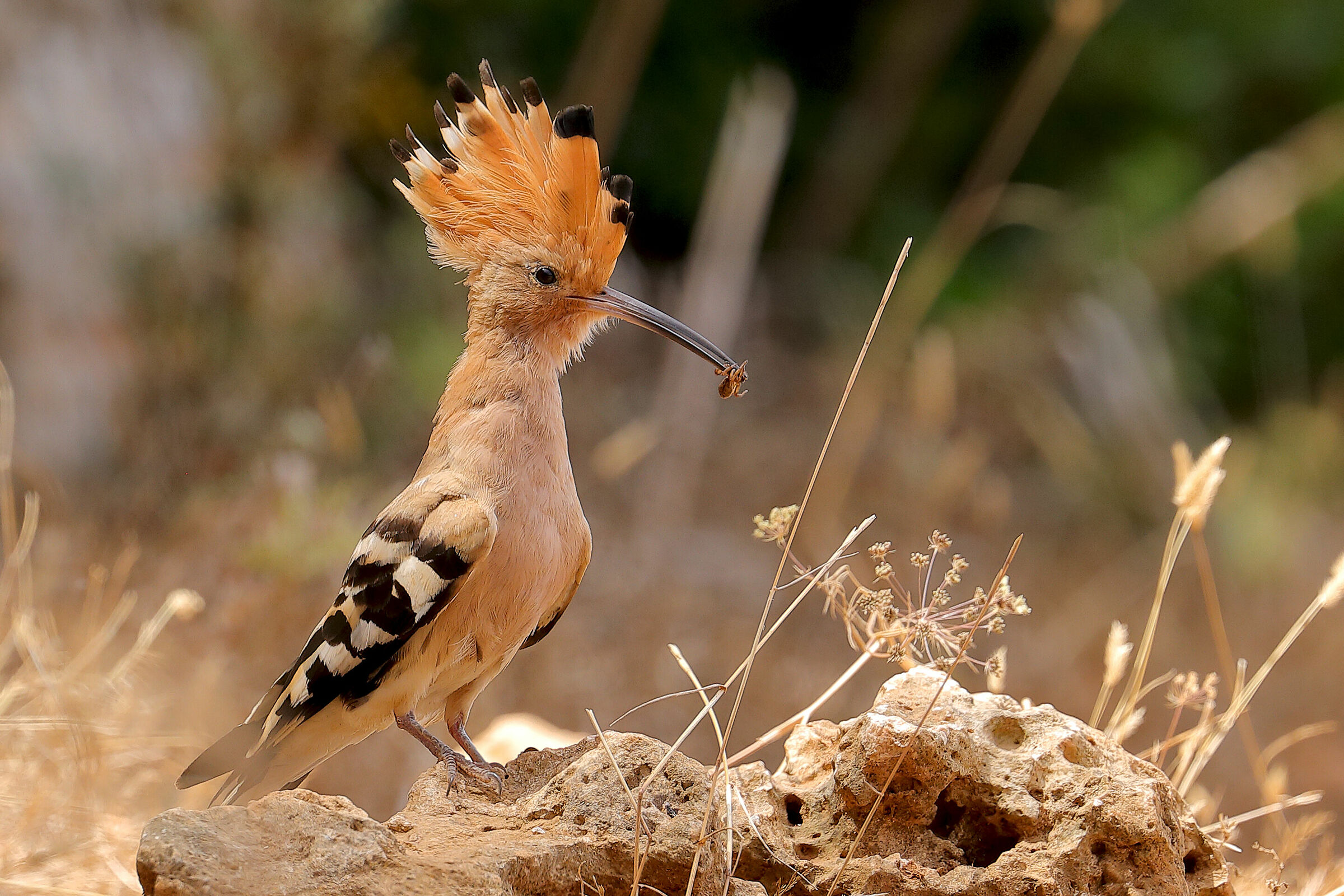 Upupa maiorchina (2018)