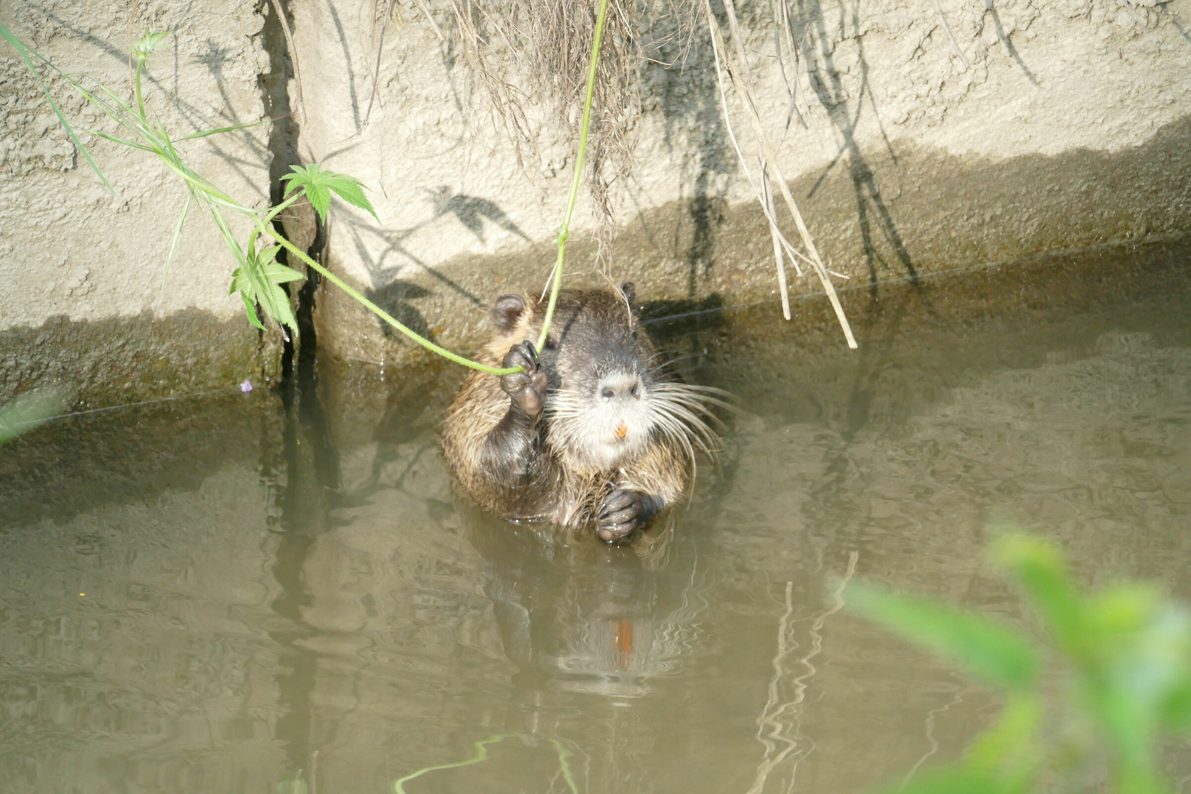 Attack that the current pulls!!!!