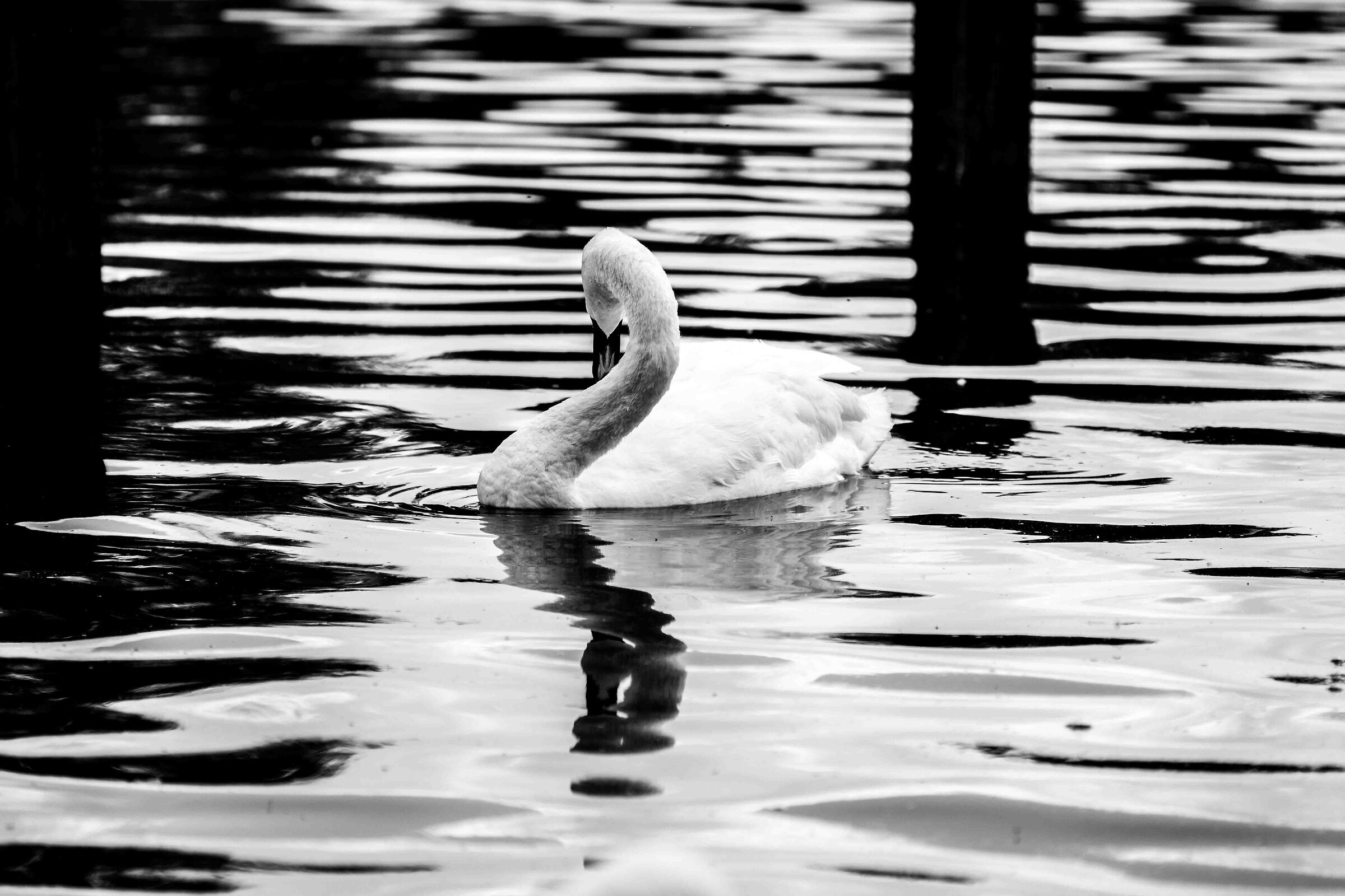 White Swan... and black