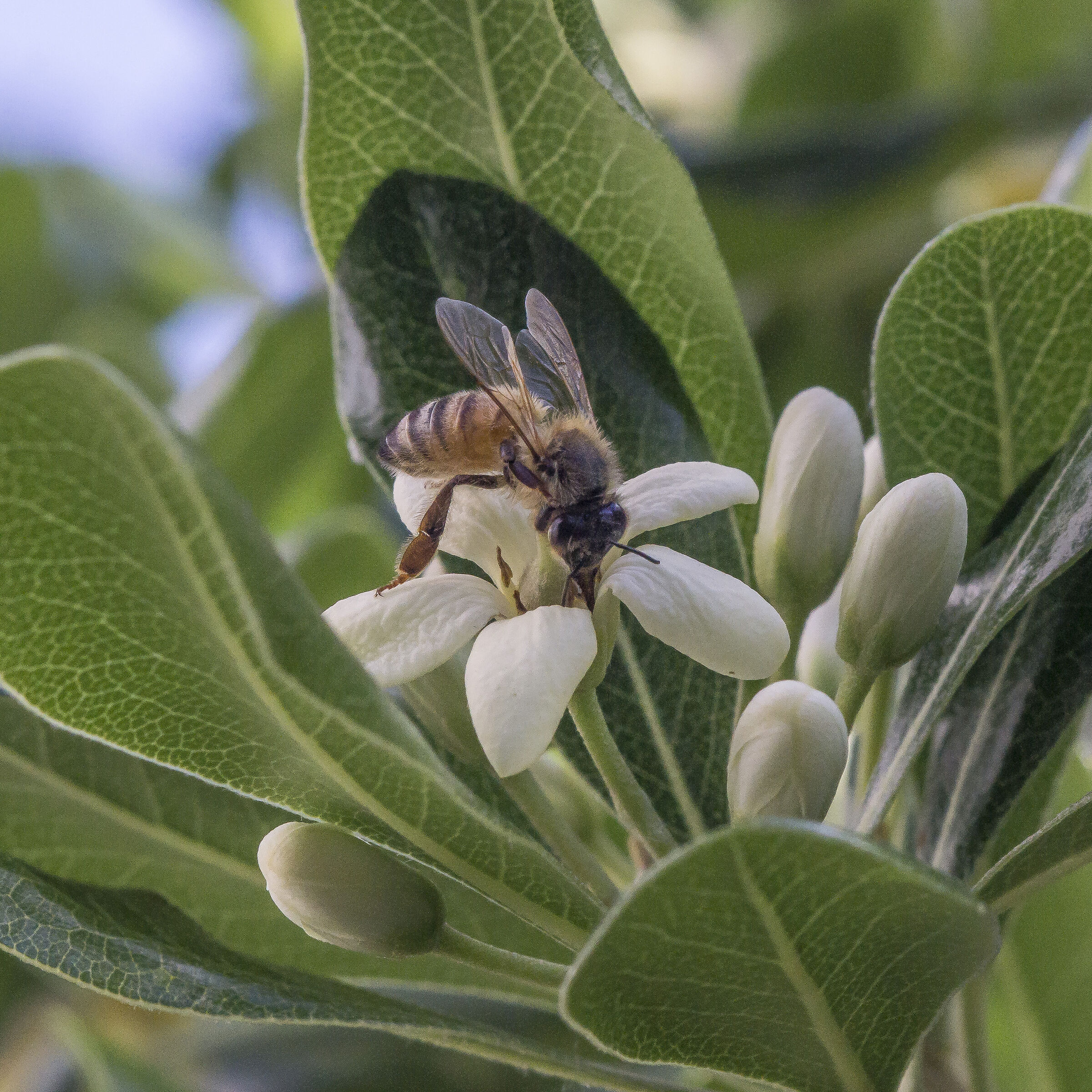 Pitosforo - 1 (con ape)