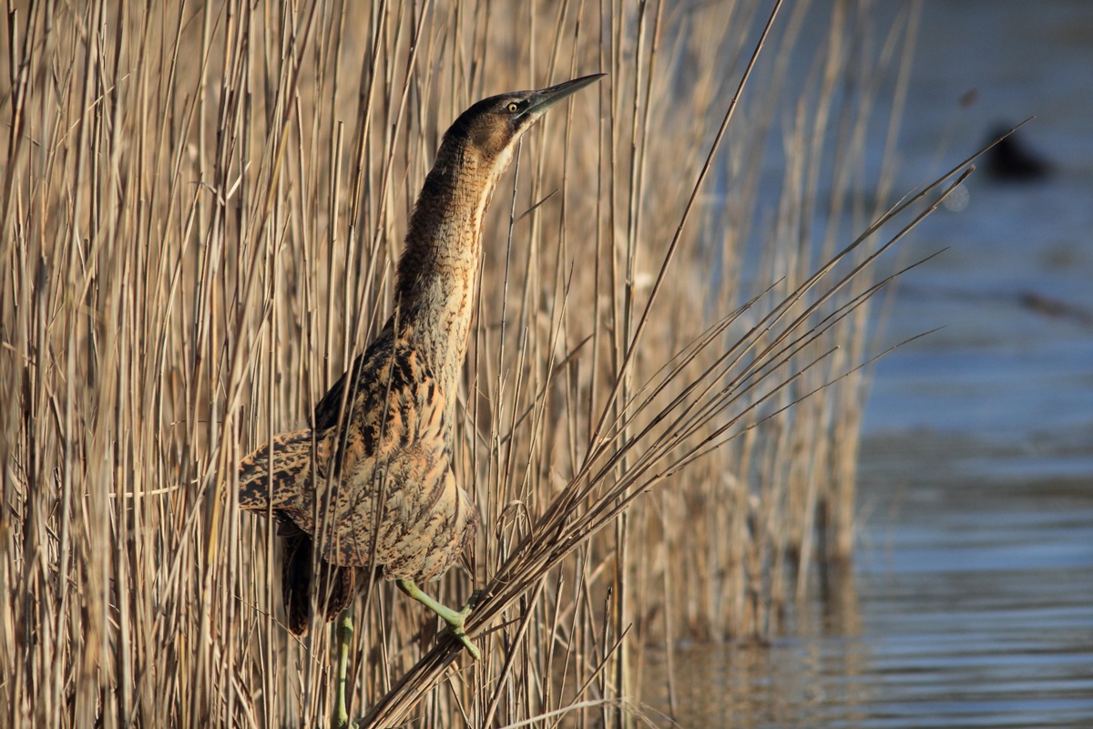 Bittern