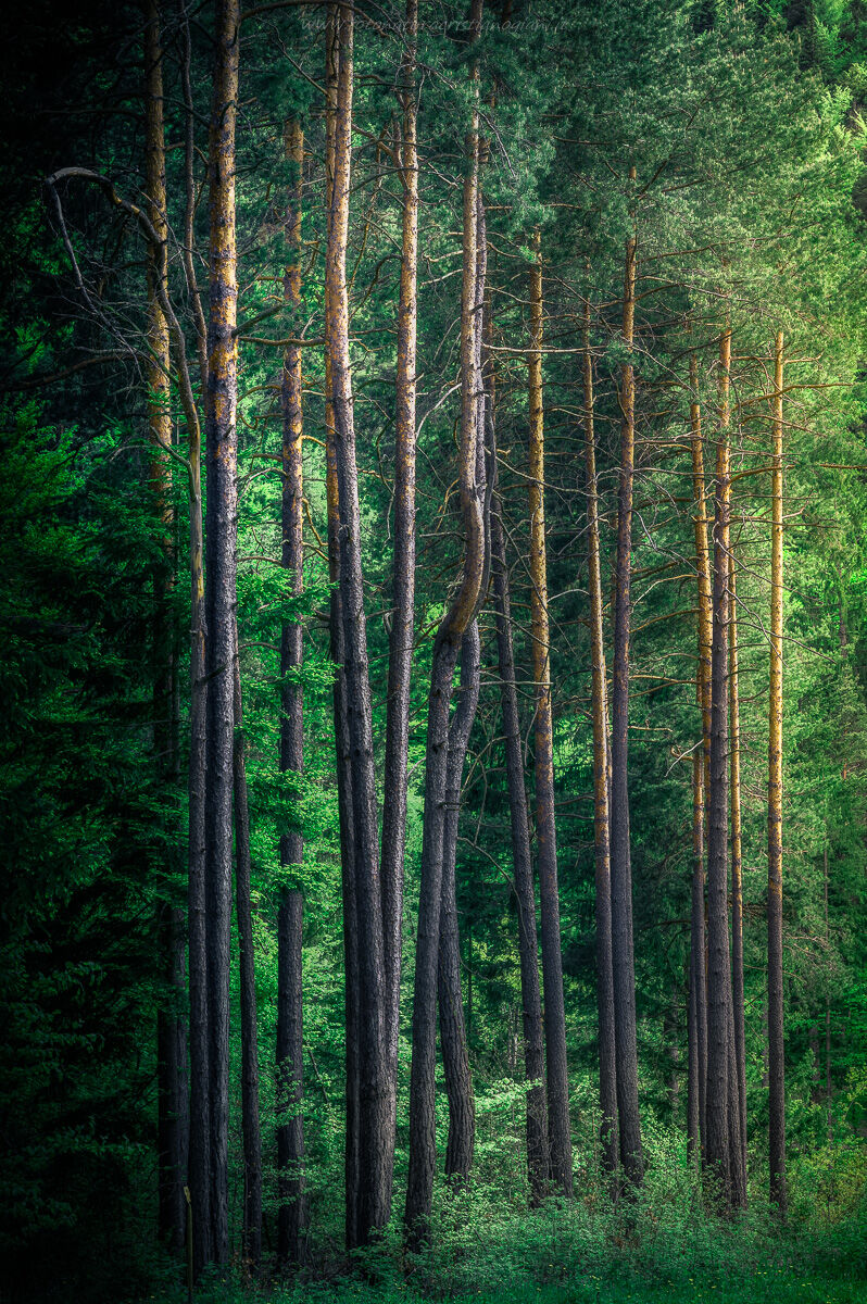 Nel bosco, in primavera