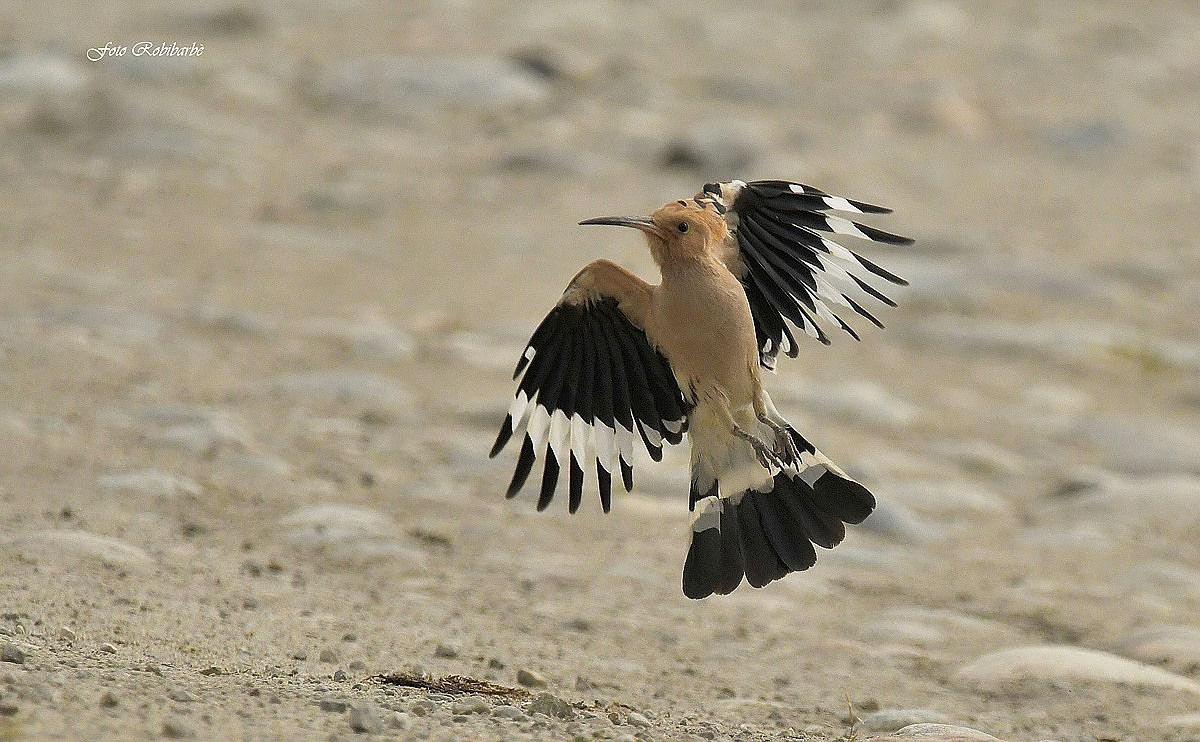 Hoopoe...