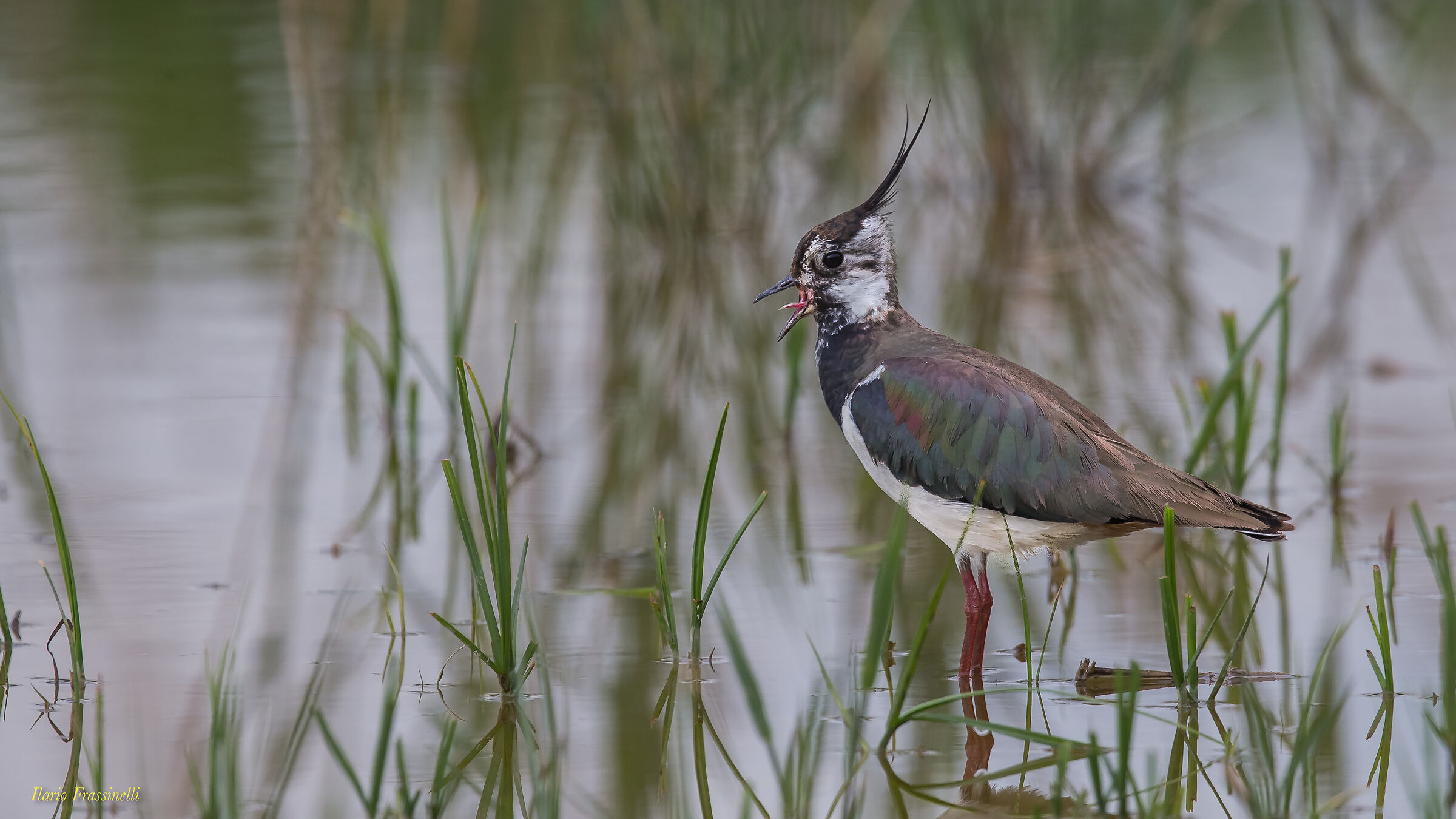 Pavoncella in alarm for the Pullo
