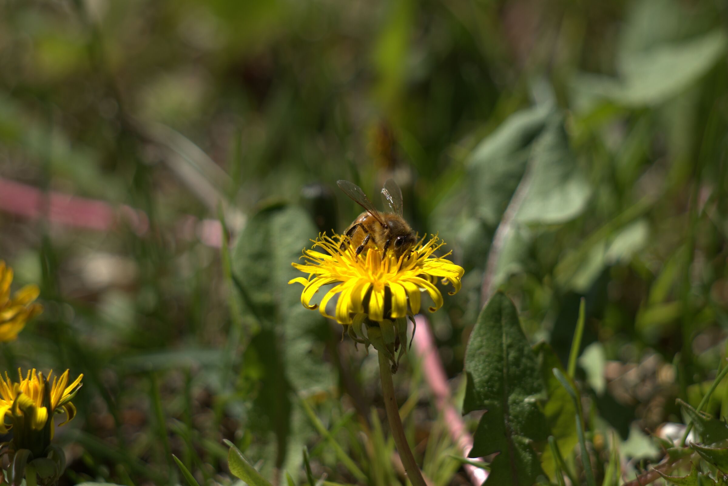 Bee-Levi Molinari Refuge