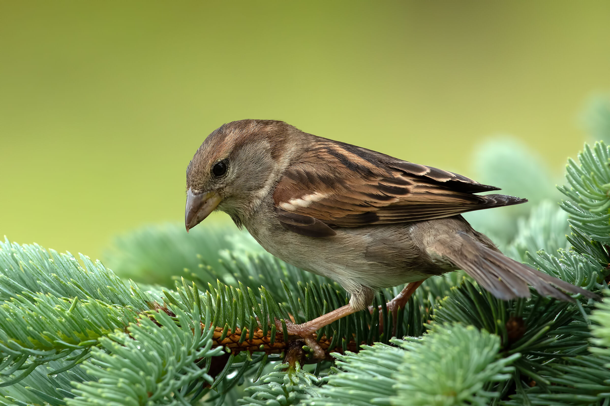 Sparrow