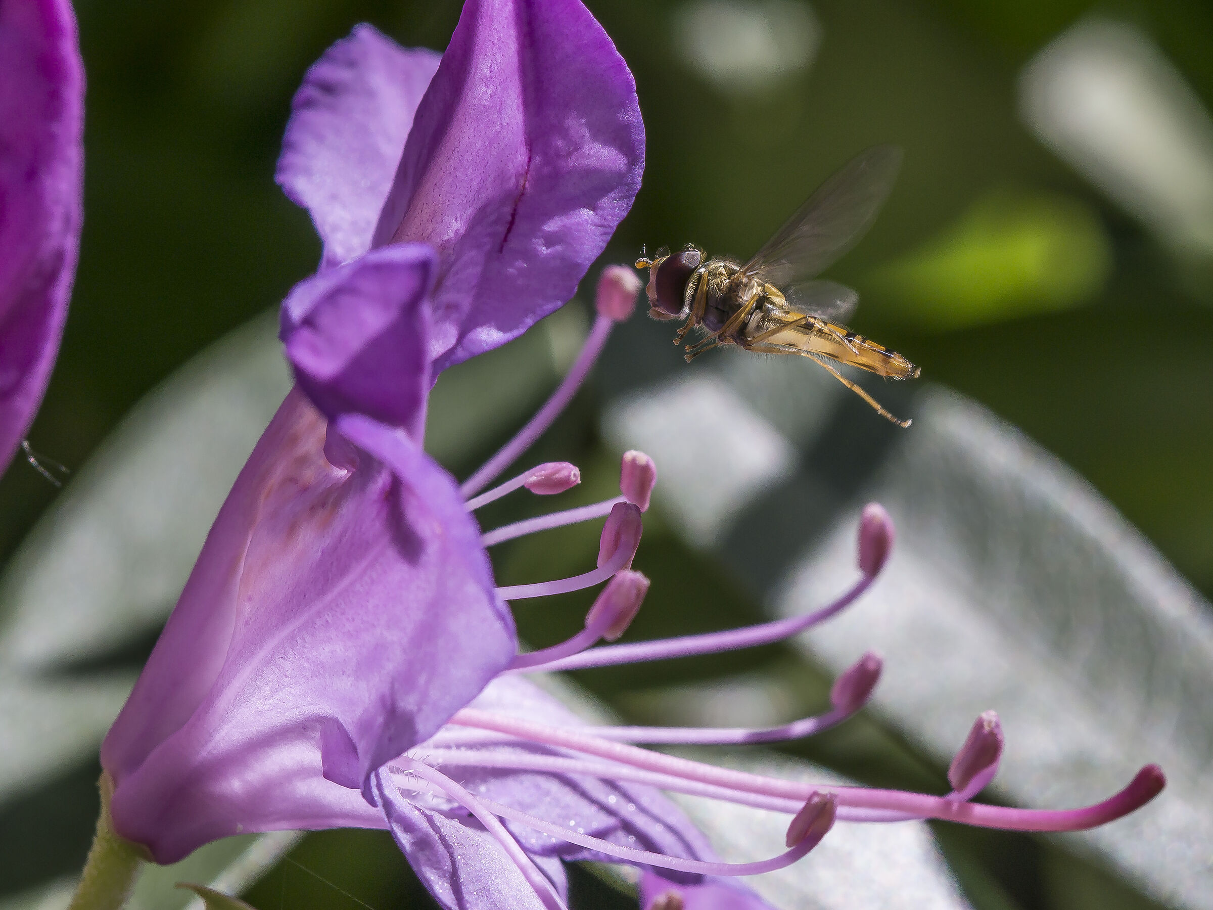 Rhododendron Catawbiense- 20 (con Episyrphus balteatus)