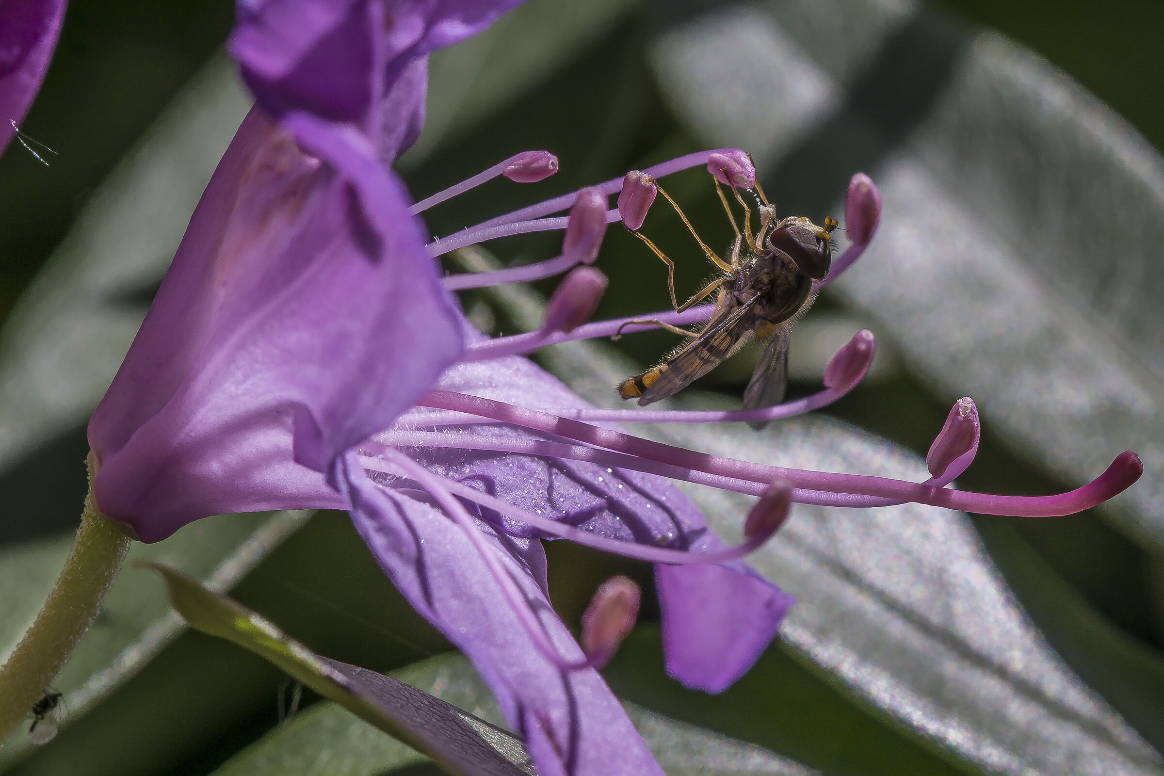 Rhododendron Catawbiense- 22 (con Episyrphus balteatus)