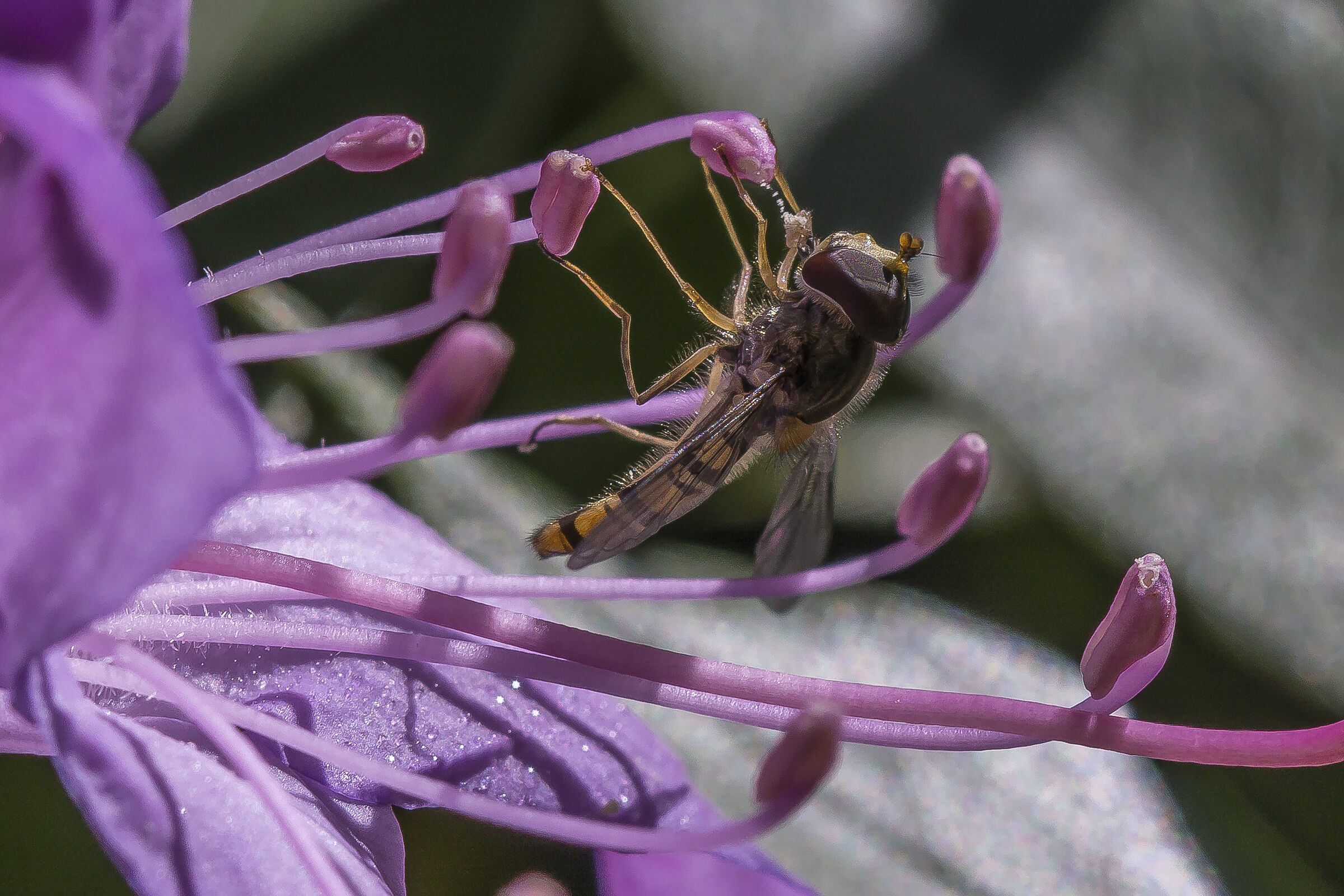 Rhododendron Catawbiense- 23 (con Episyrphus balteatus)