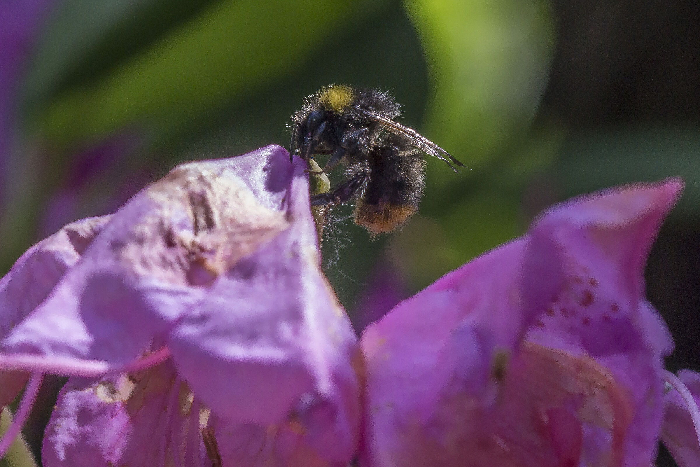Rhododendron Catawbiense - 24 (con bombo)
