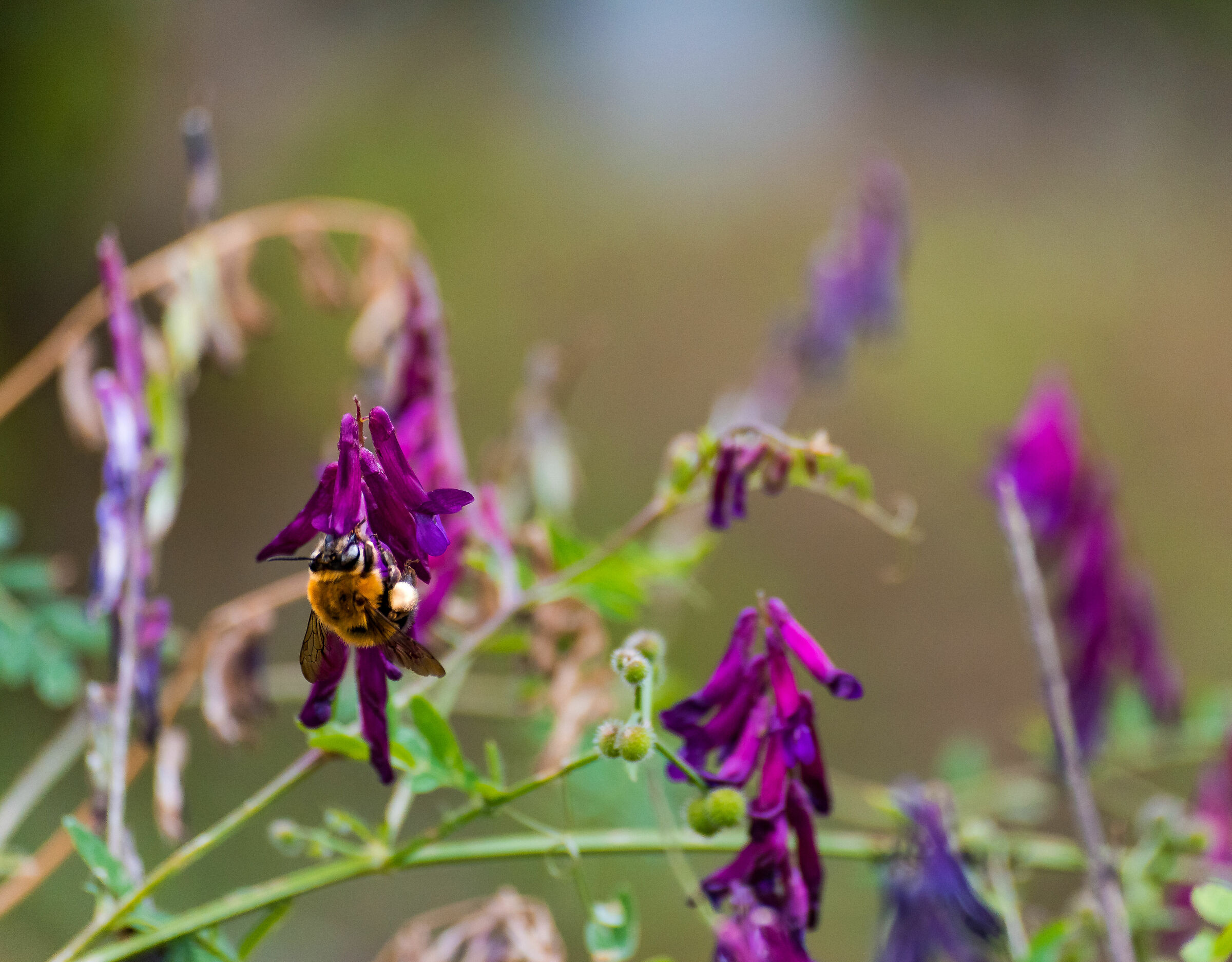 IL Nettare della Vita