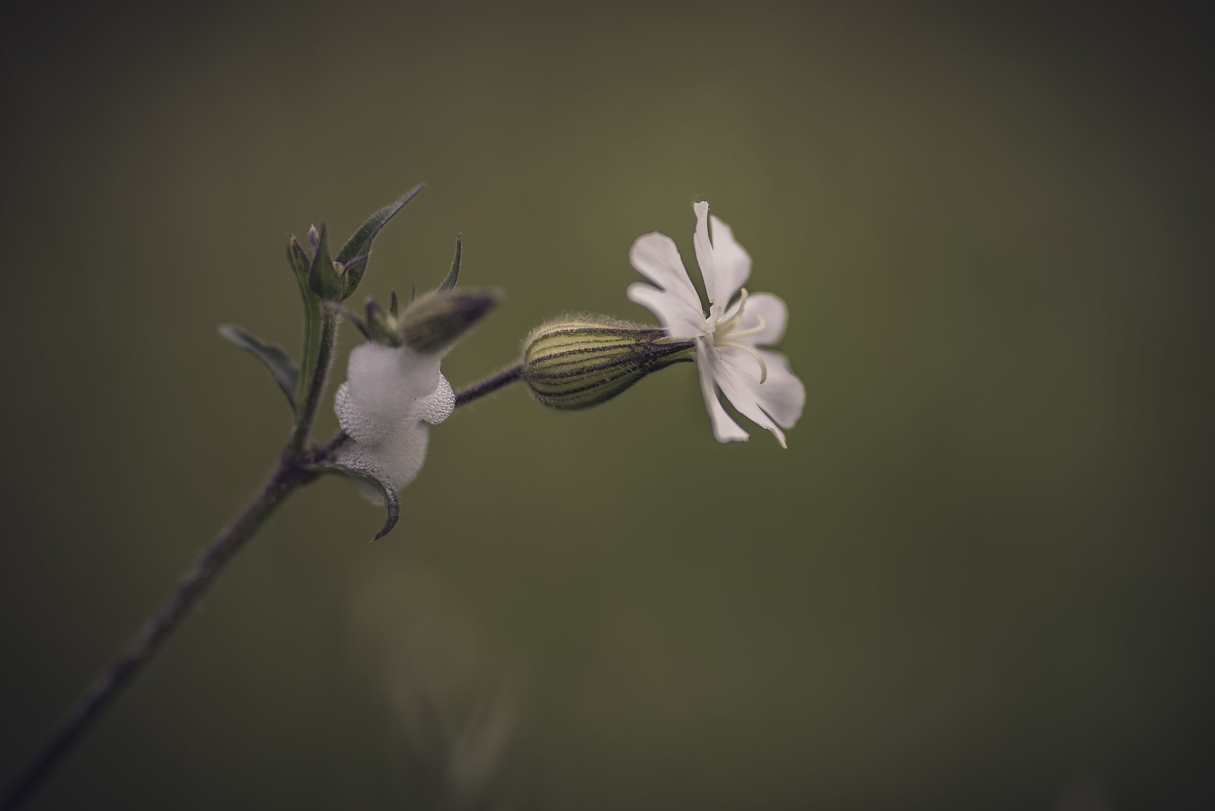 Is there nessunoooooo??