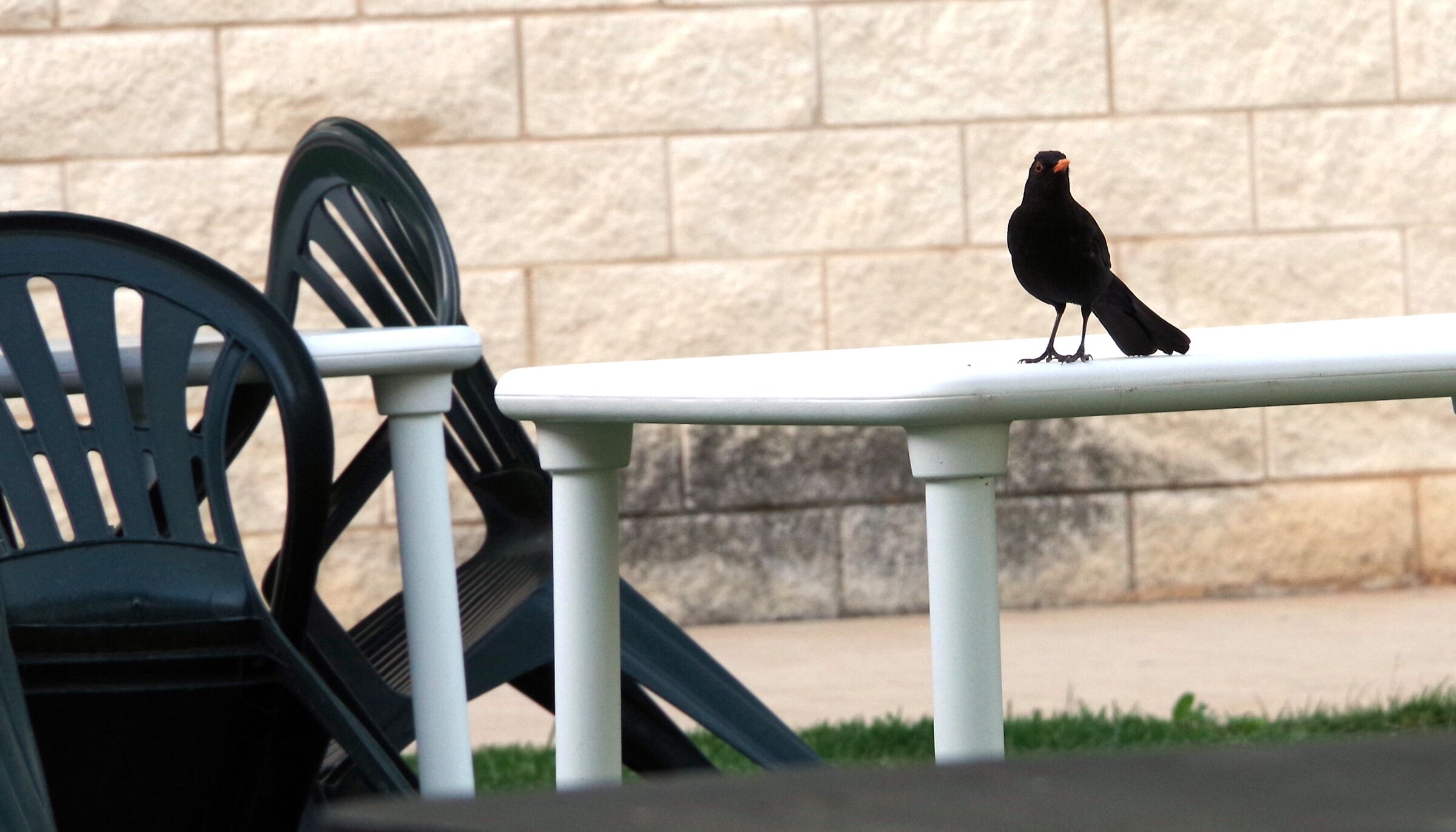 The ace of spades, Lemmy tribute(motorhead band)2