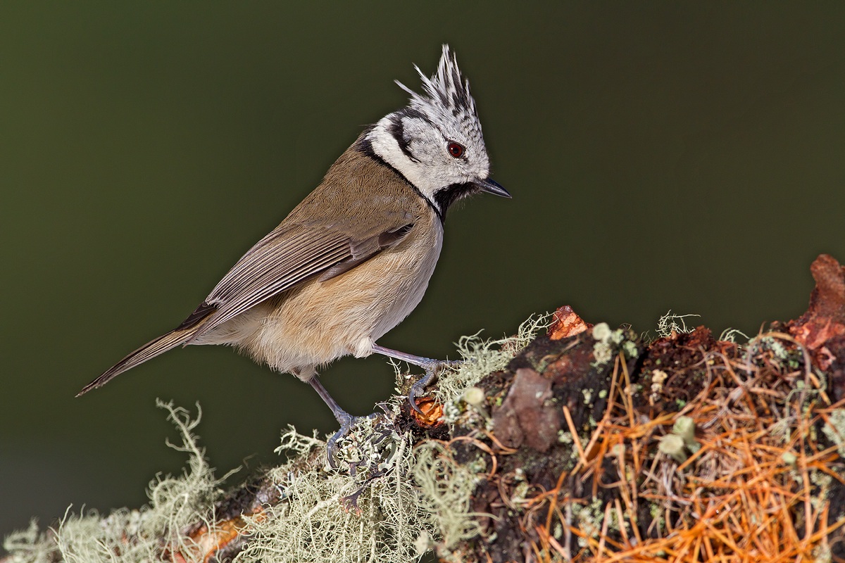 Crested Tit