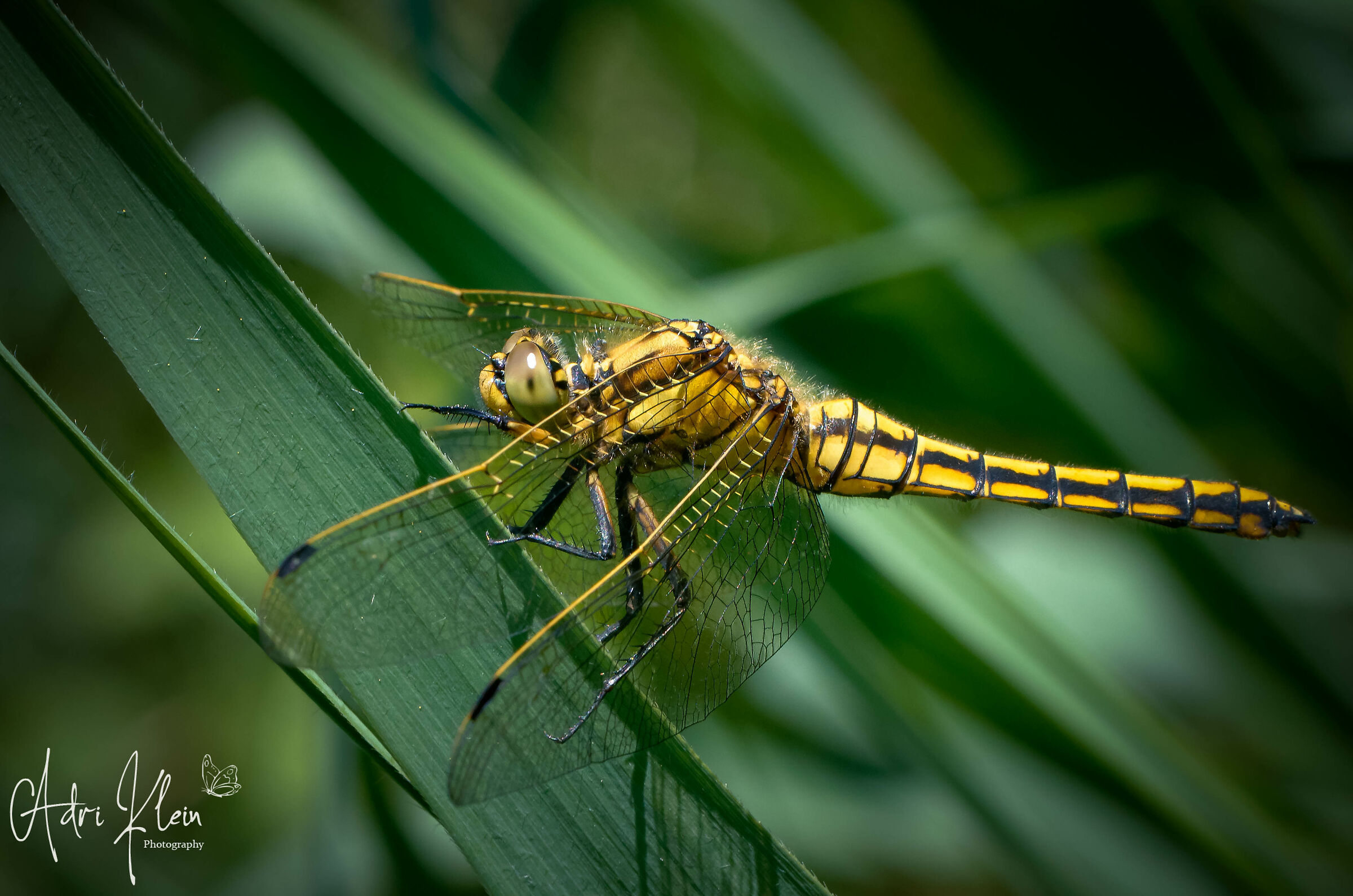 Dragonfly